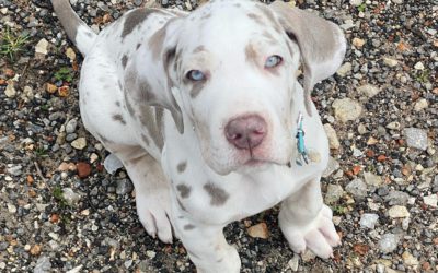 Great Dane Colors & Patterns