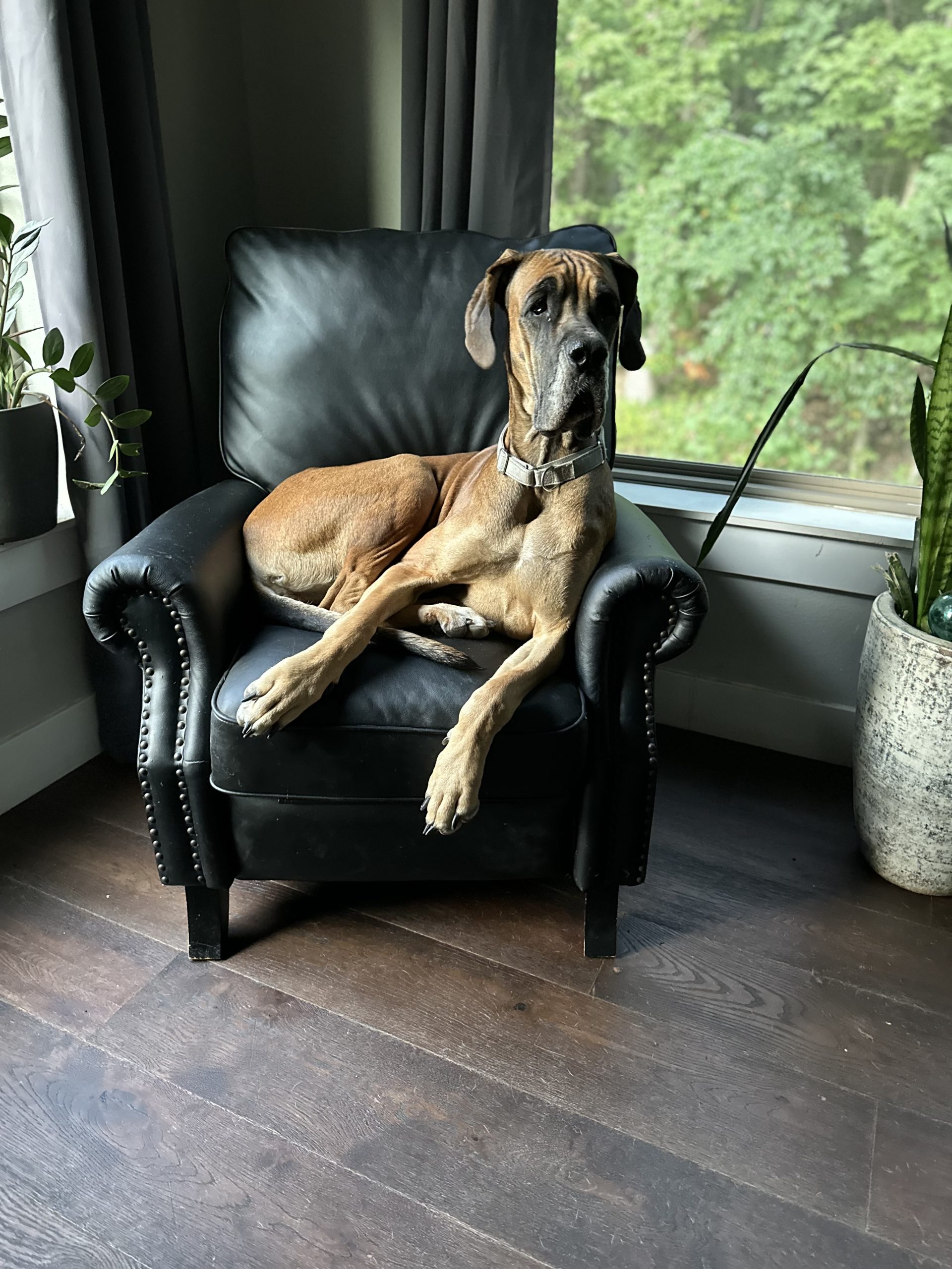 IMG_9369 European Great Dane Dog Fawn