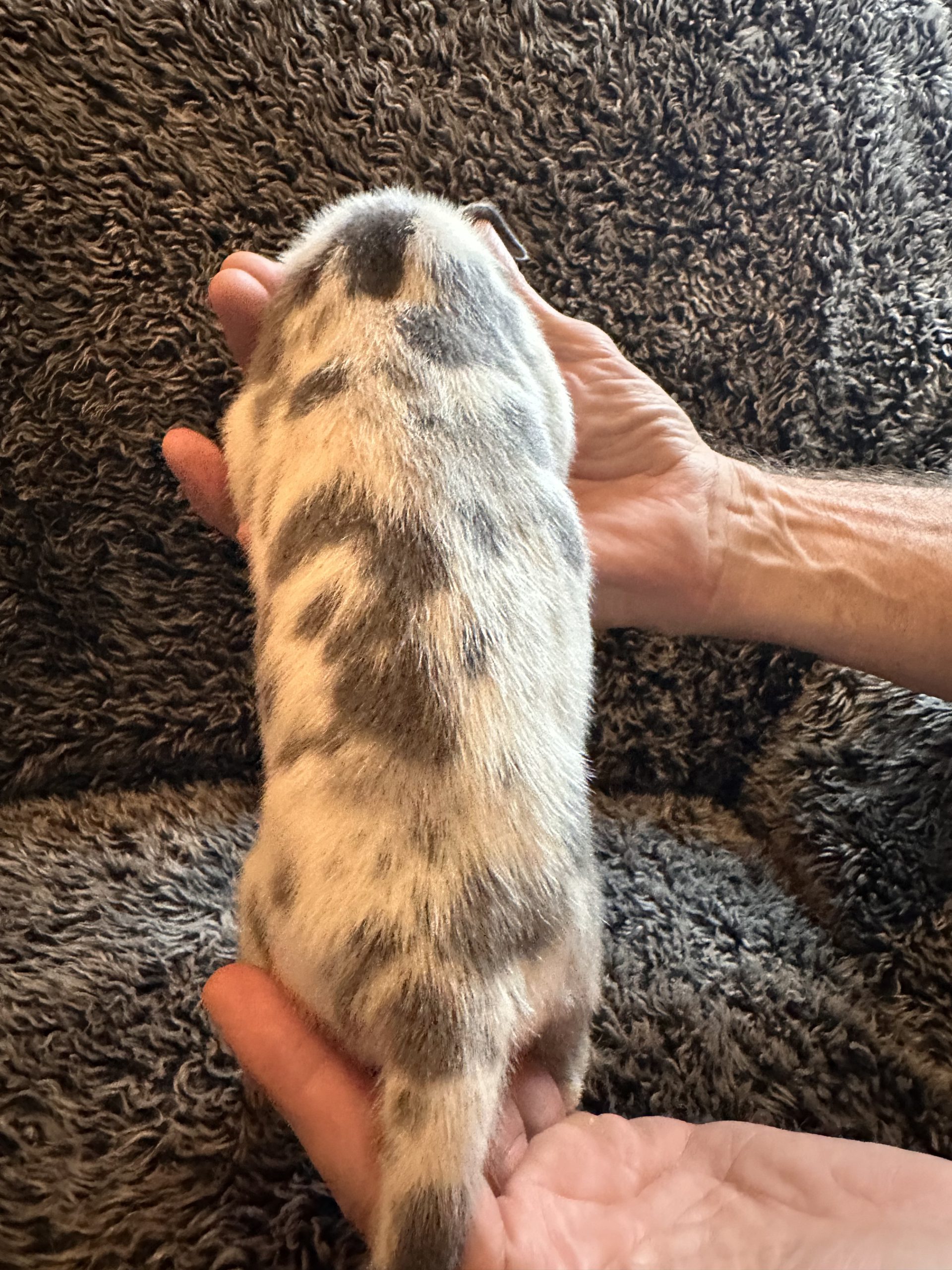 Blue Harlequin Great Dane puppy