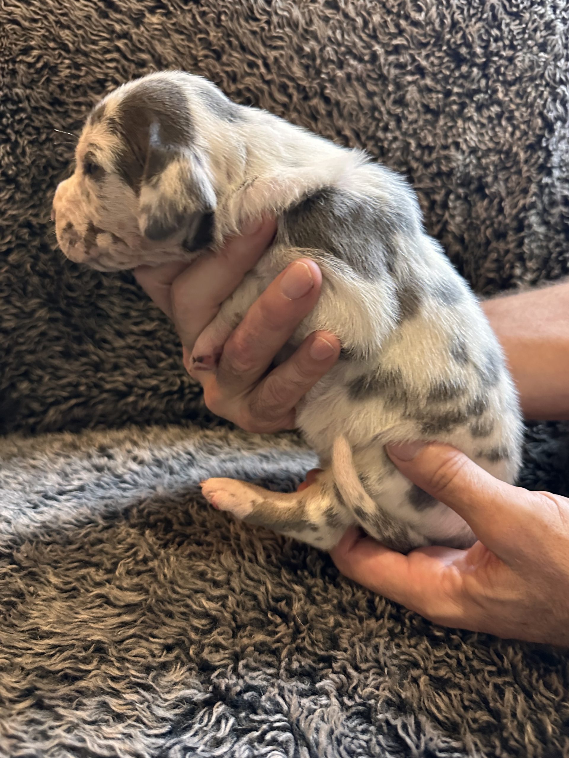 Blue Harlequin Great Dane side view
