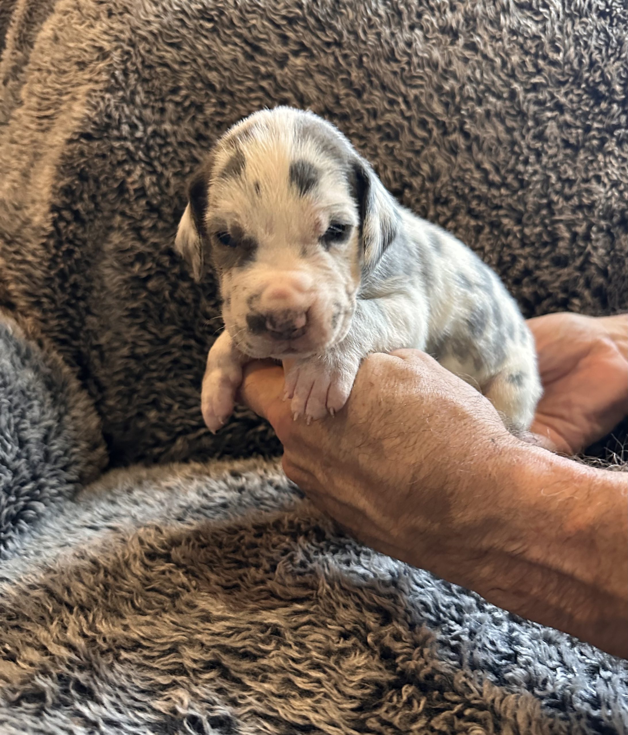 Blue Harlequin Great Dane Puppy Face