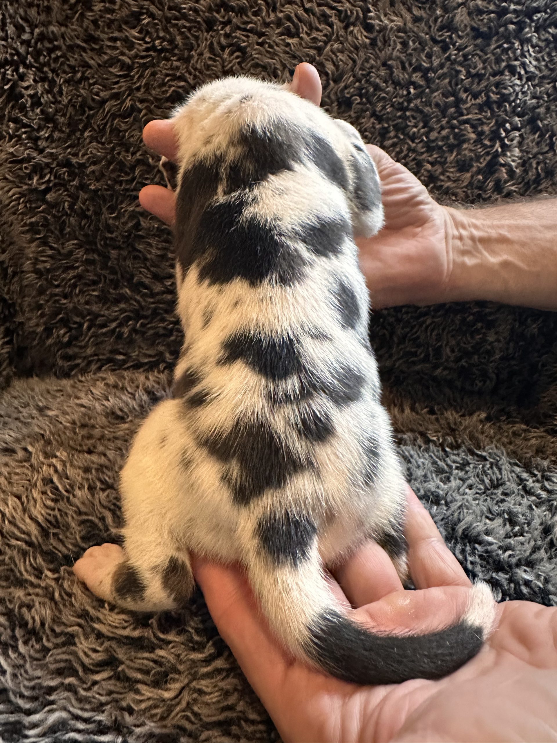 Black and White Harlequin Great Dane puppy back