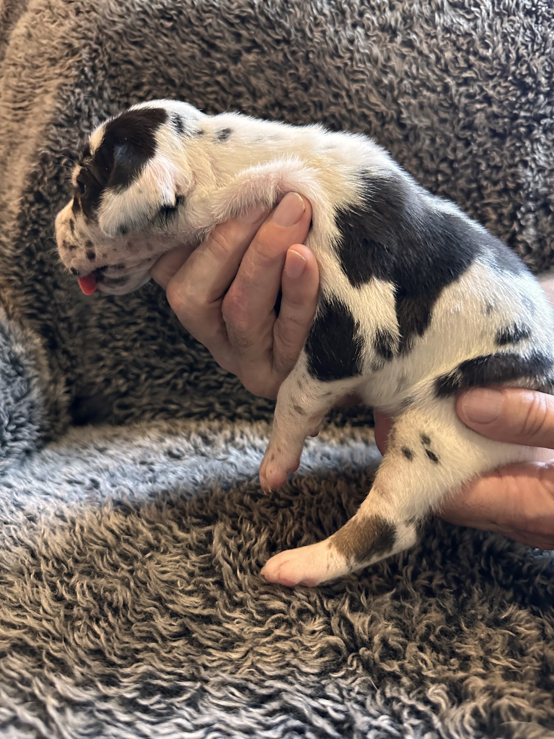 Black and White Harlequin Great Dane puppy side
