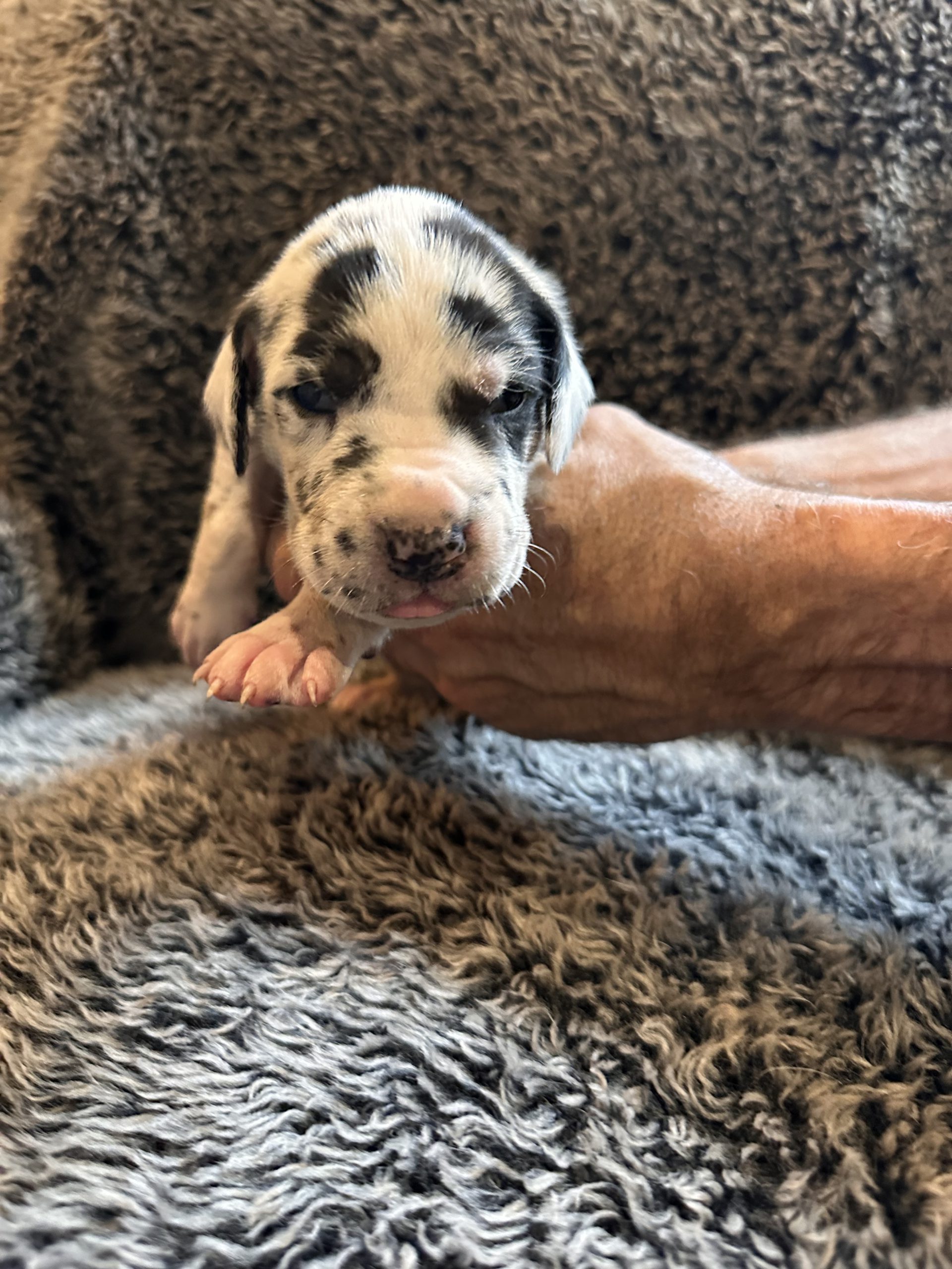 Black and White Harlequin Great Dane puppy face