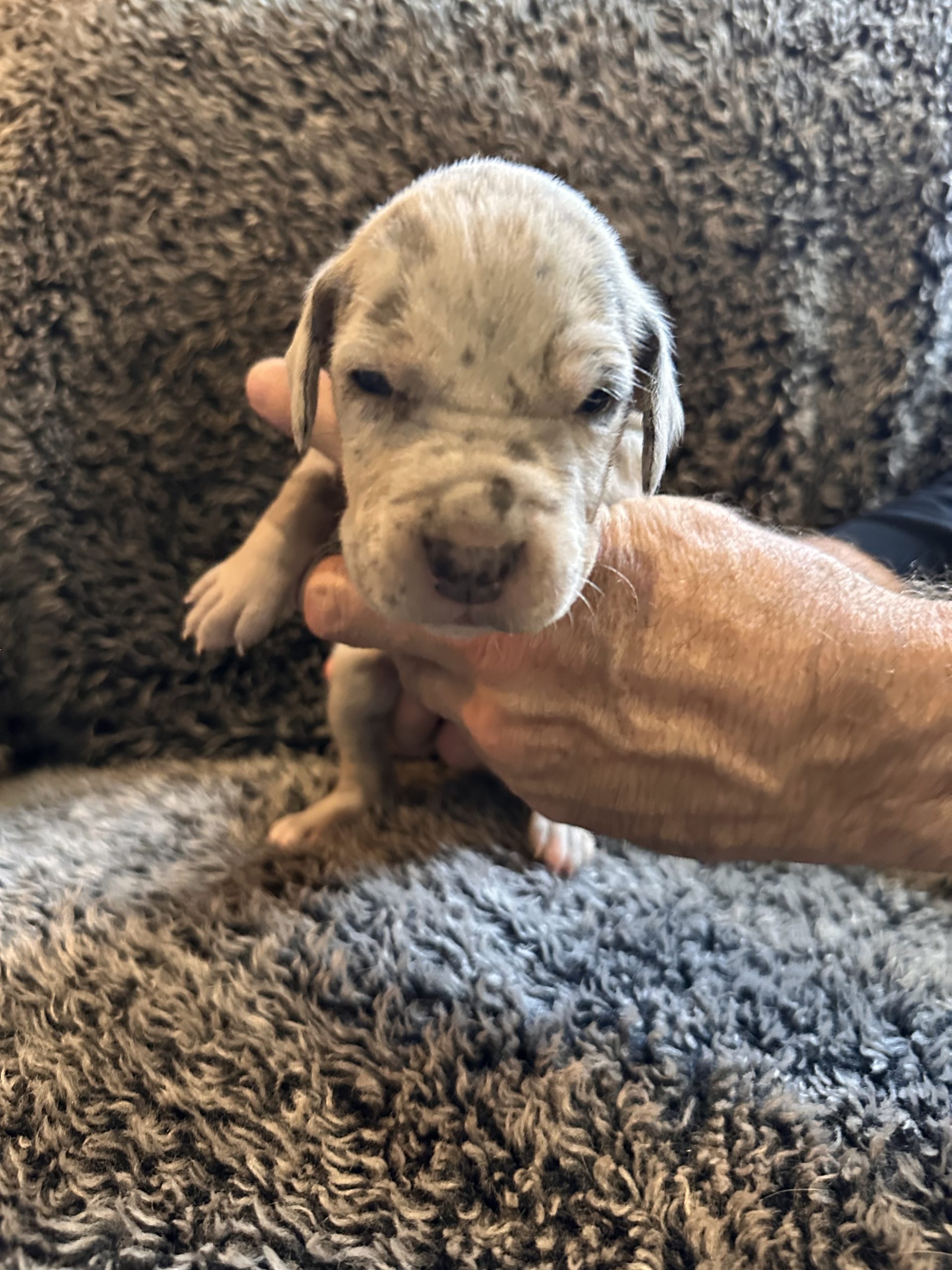 Blue Merle Great Dane Puppy with Tan Points Face