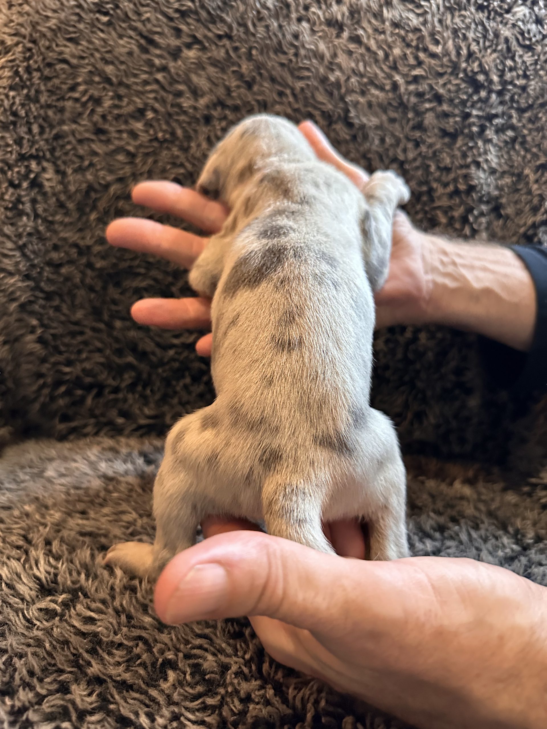 Blue Merle Great Dane Puppy with Tan Points back