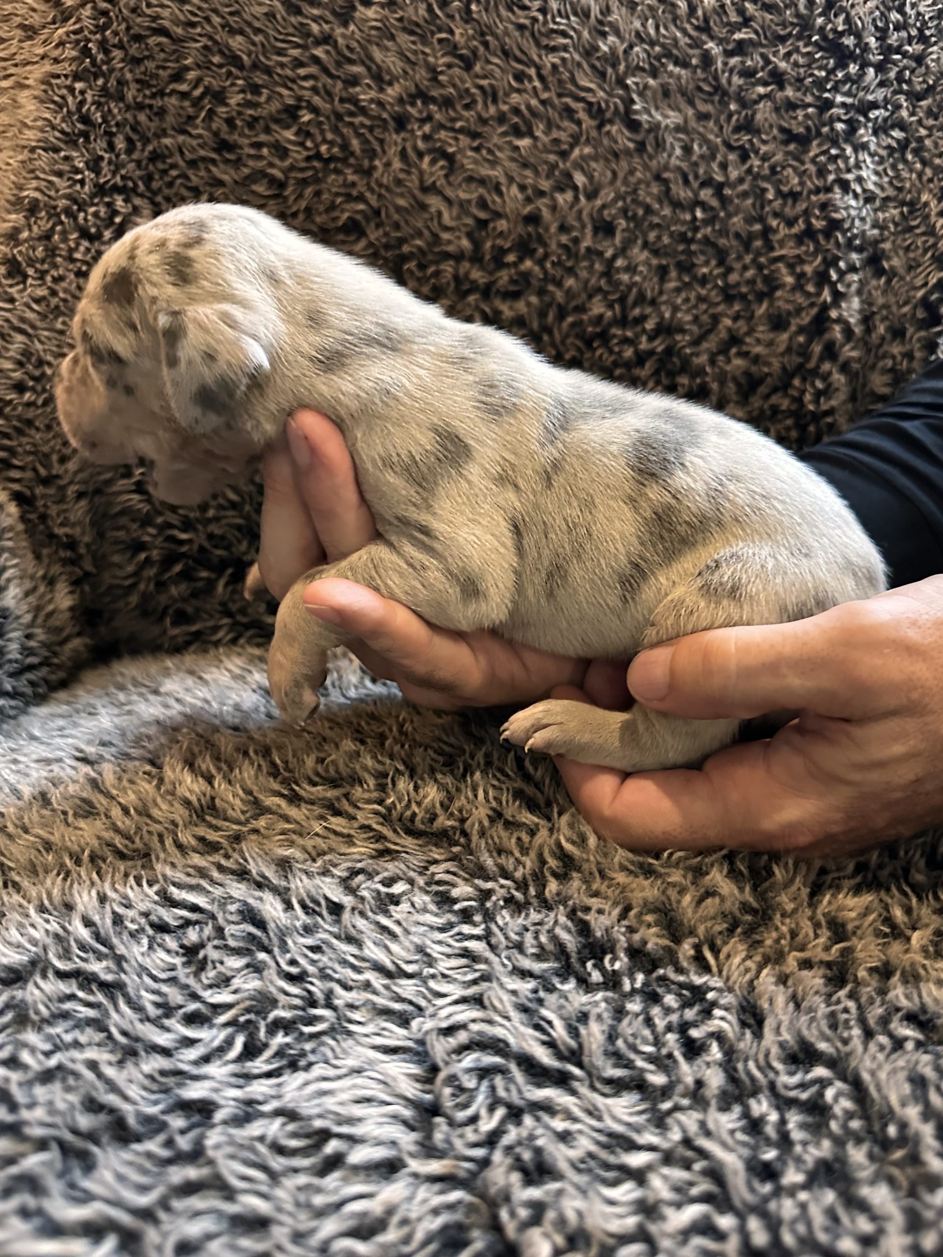 Blue Merle Great Dane Puppy with Tan Points side