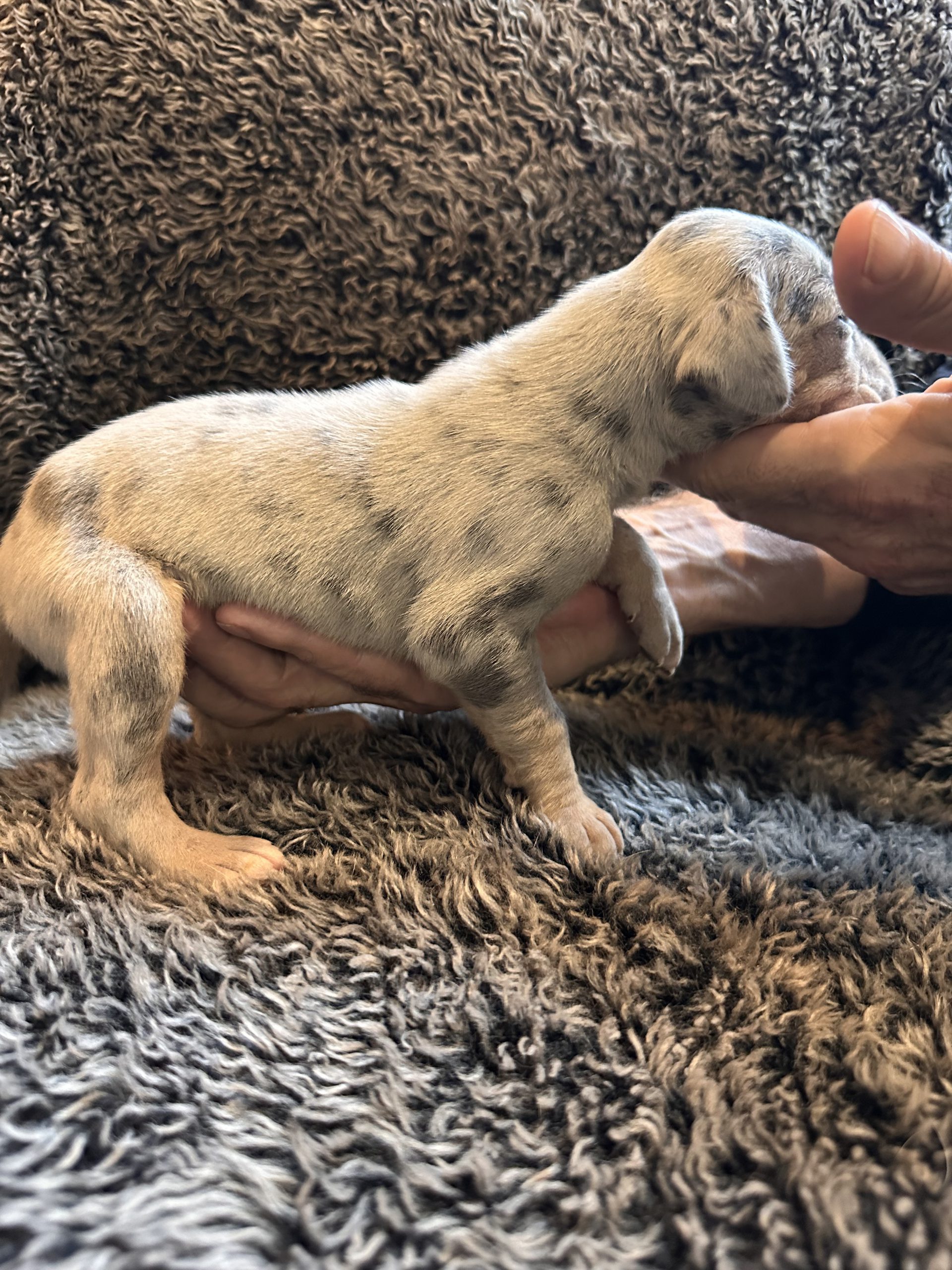 Blue Merle Great Dane Puppy with Tan Points side 2