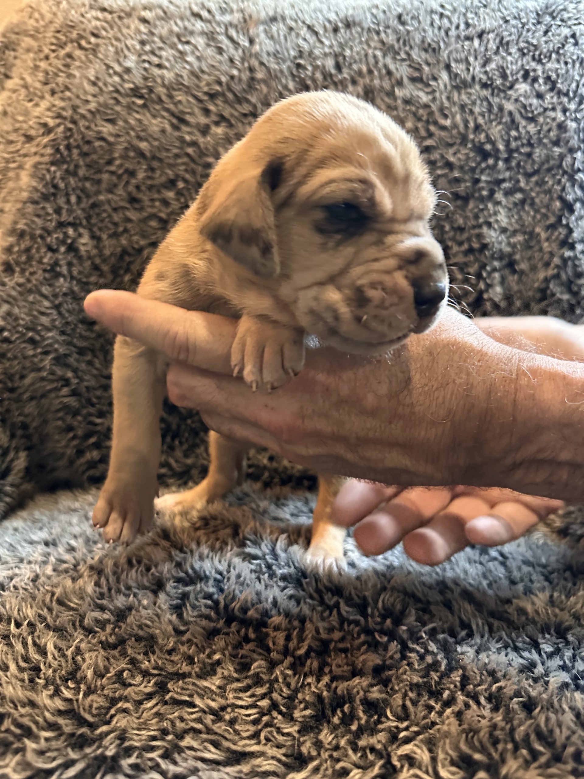 Black Fawn Merle Great Dane Female Face