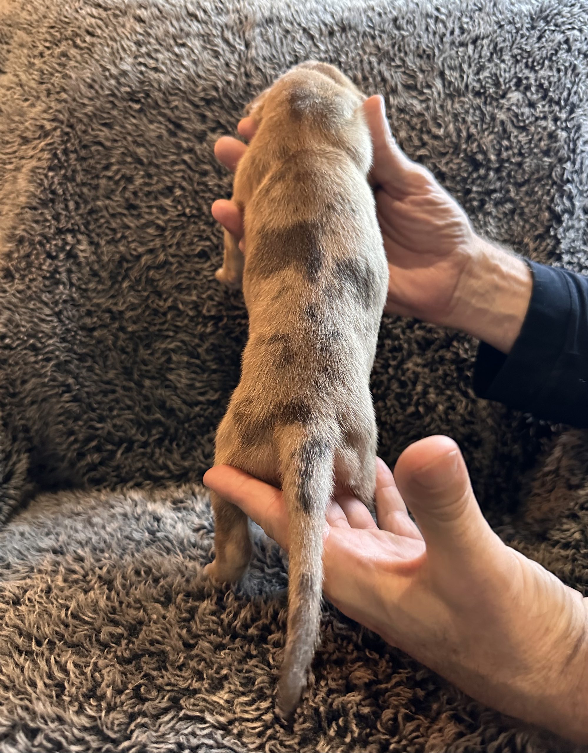 Black Fawn Merle Great Dane Female - back