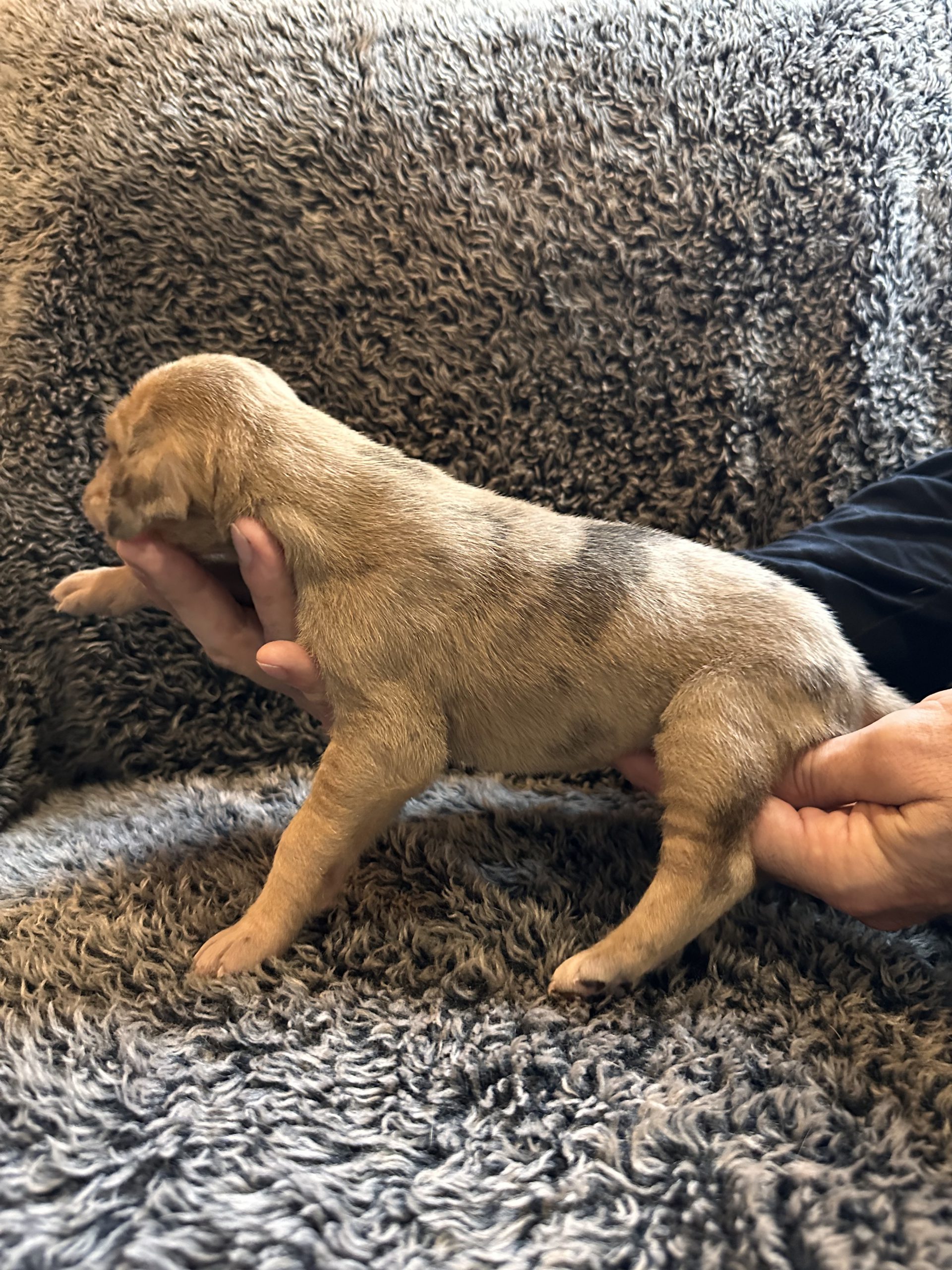 Black Fawn Merle Great Dane Female - Side