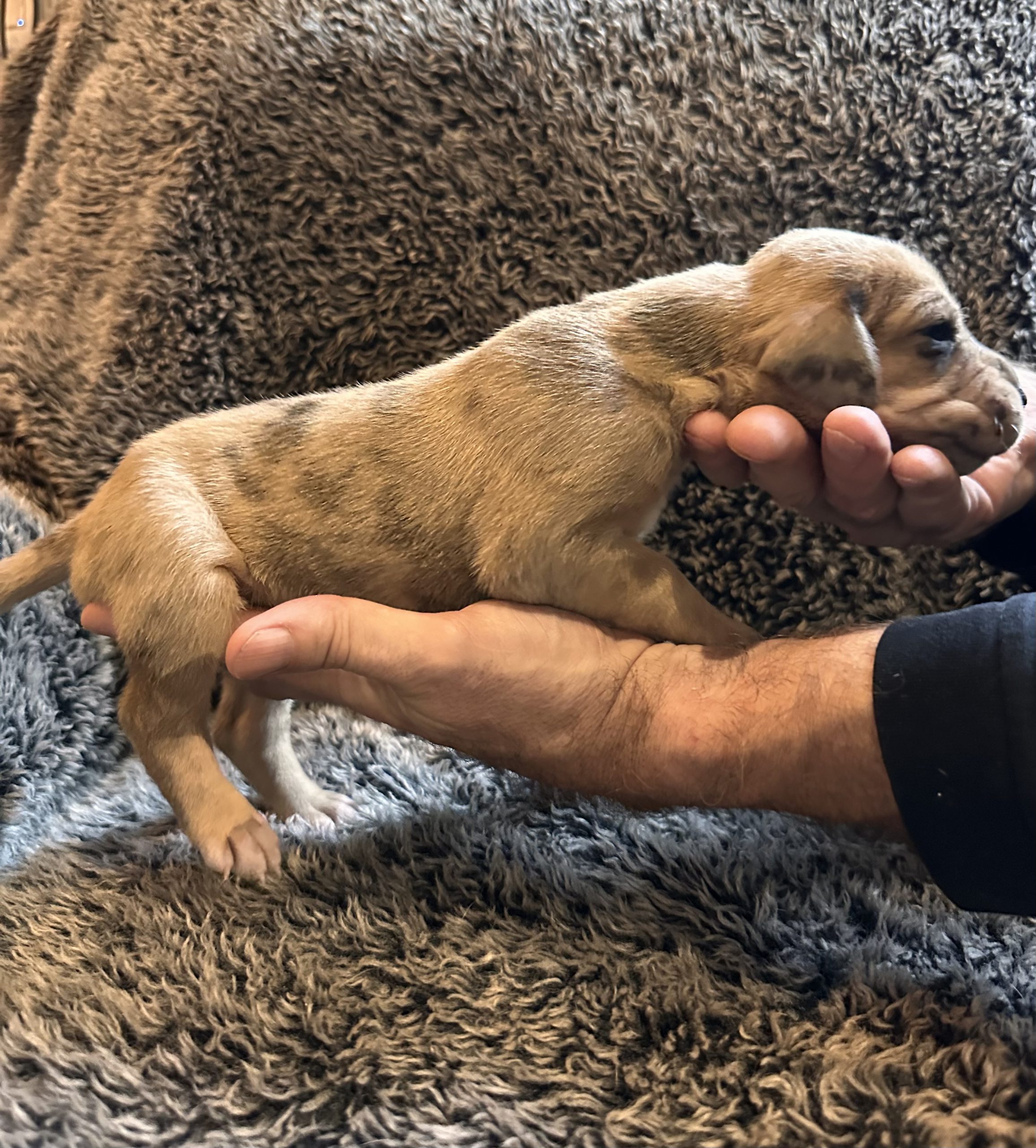 Black Fawn Merle Great Dane Female - Side 2