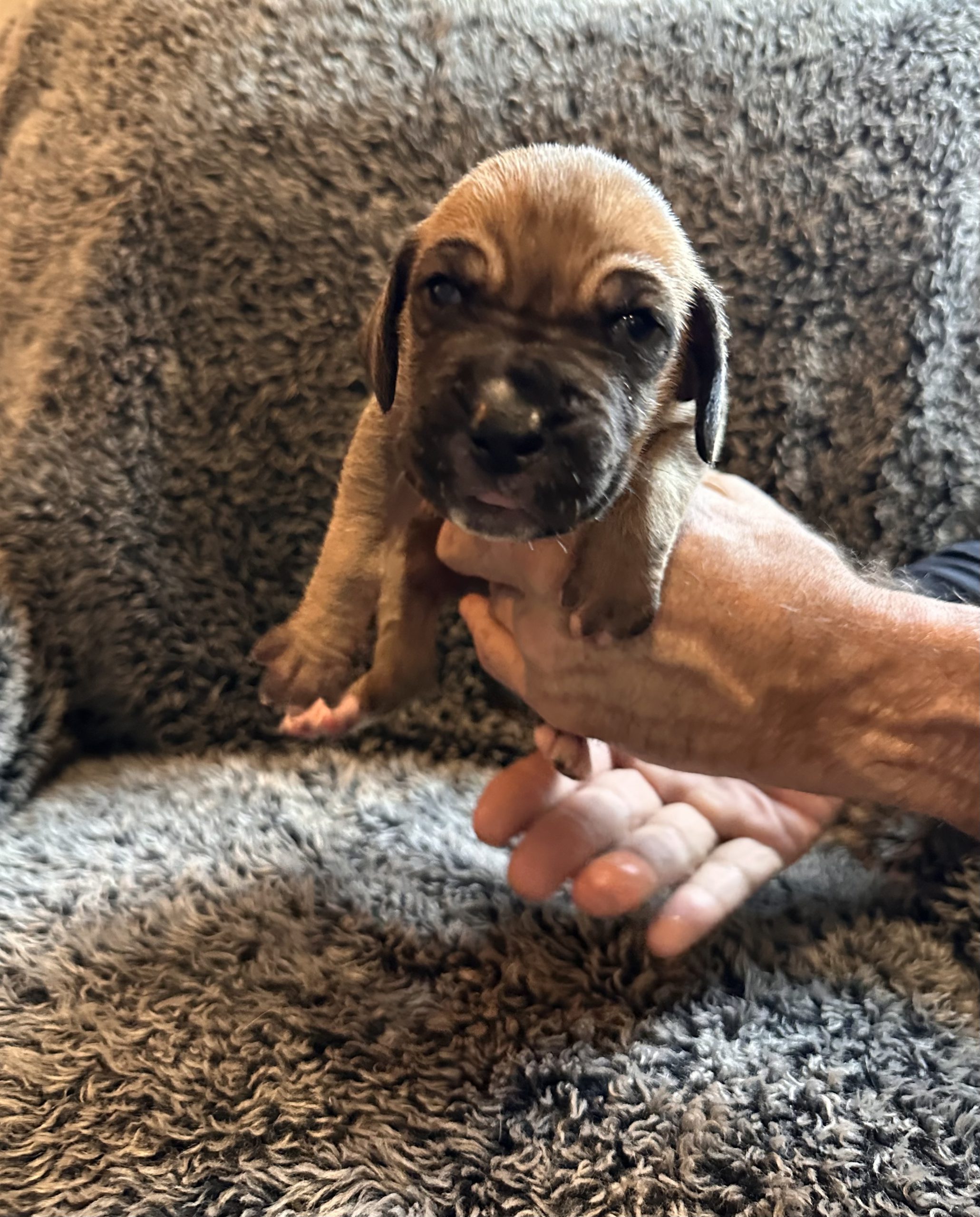 Black Fawn Great Dane Puppy - 