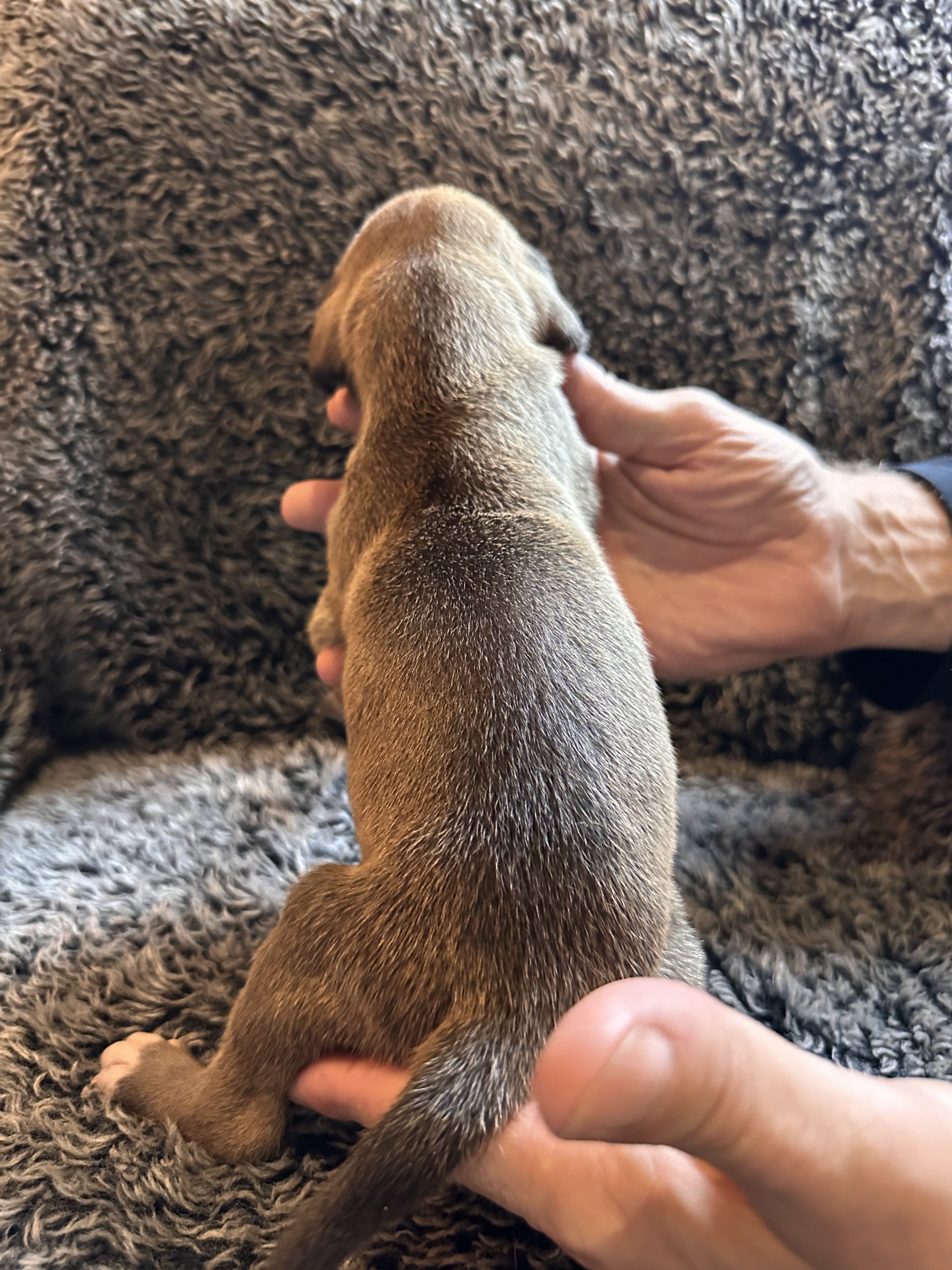 Black Fawn Great Dane puppy - Back