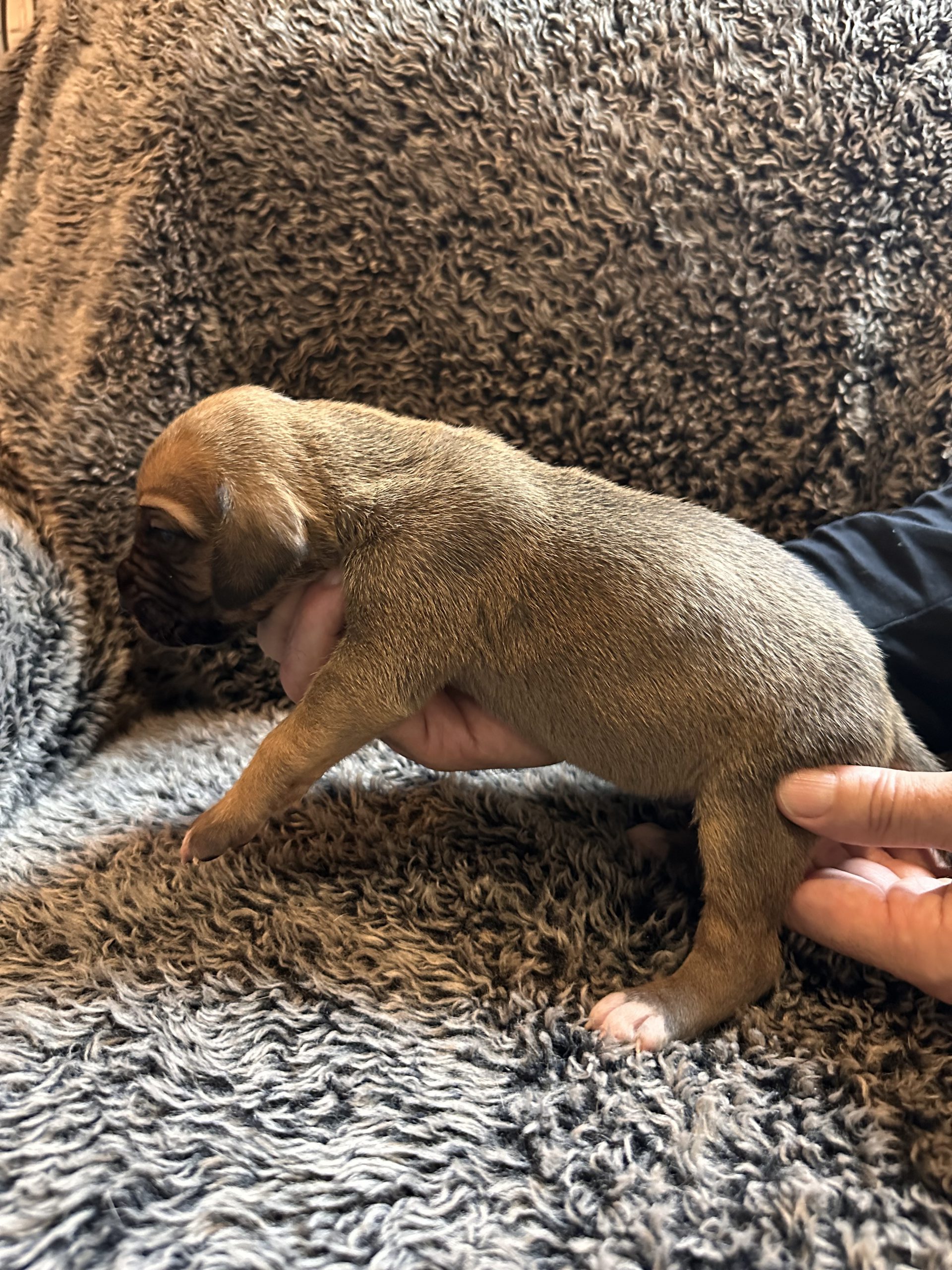 Black Fawn Great Dane - side