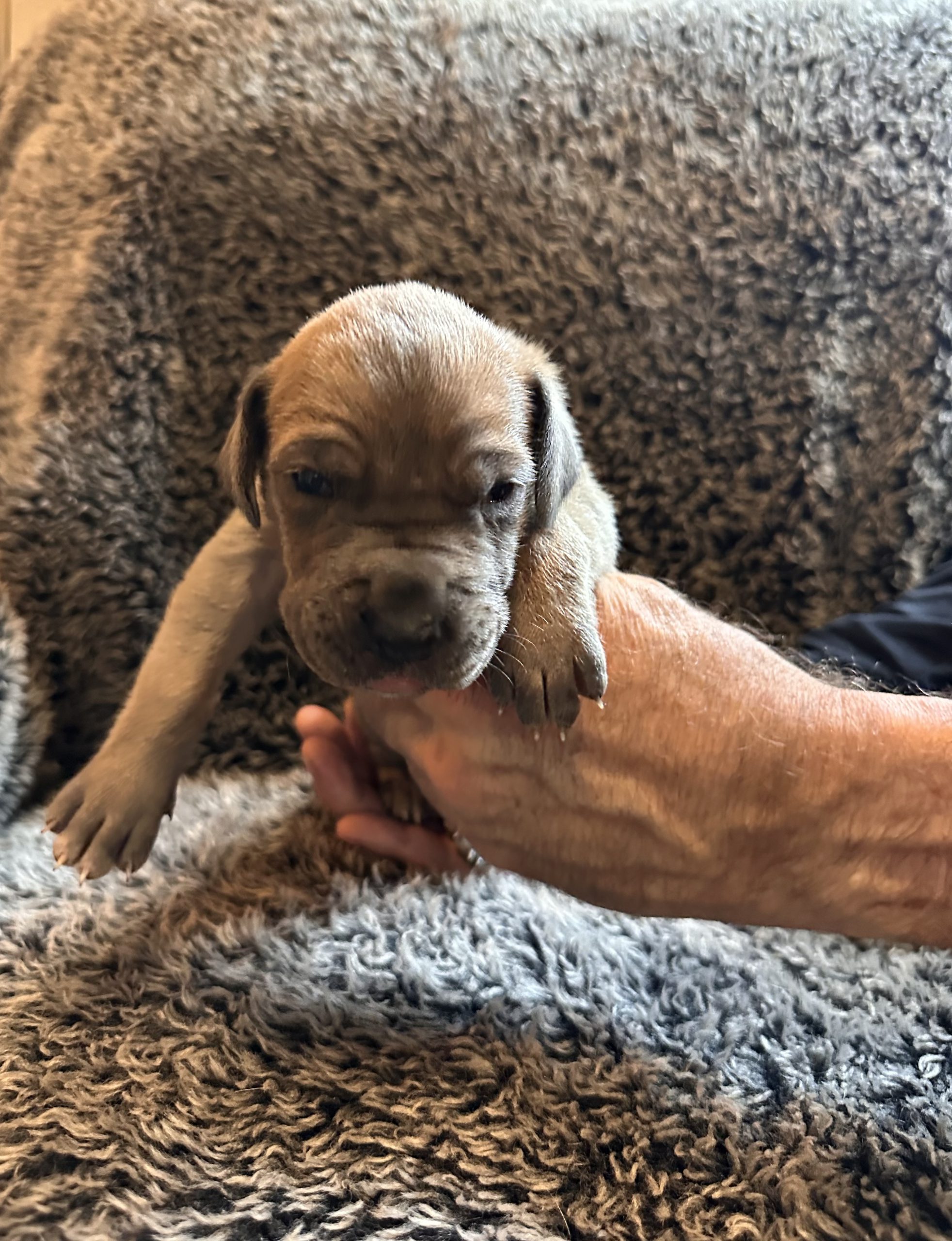 Black Fawn Great Dane - face