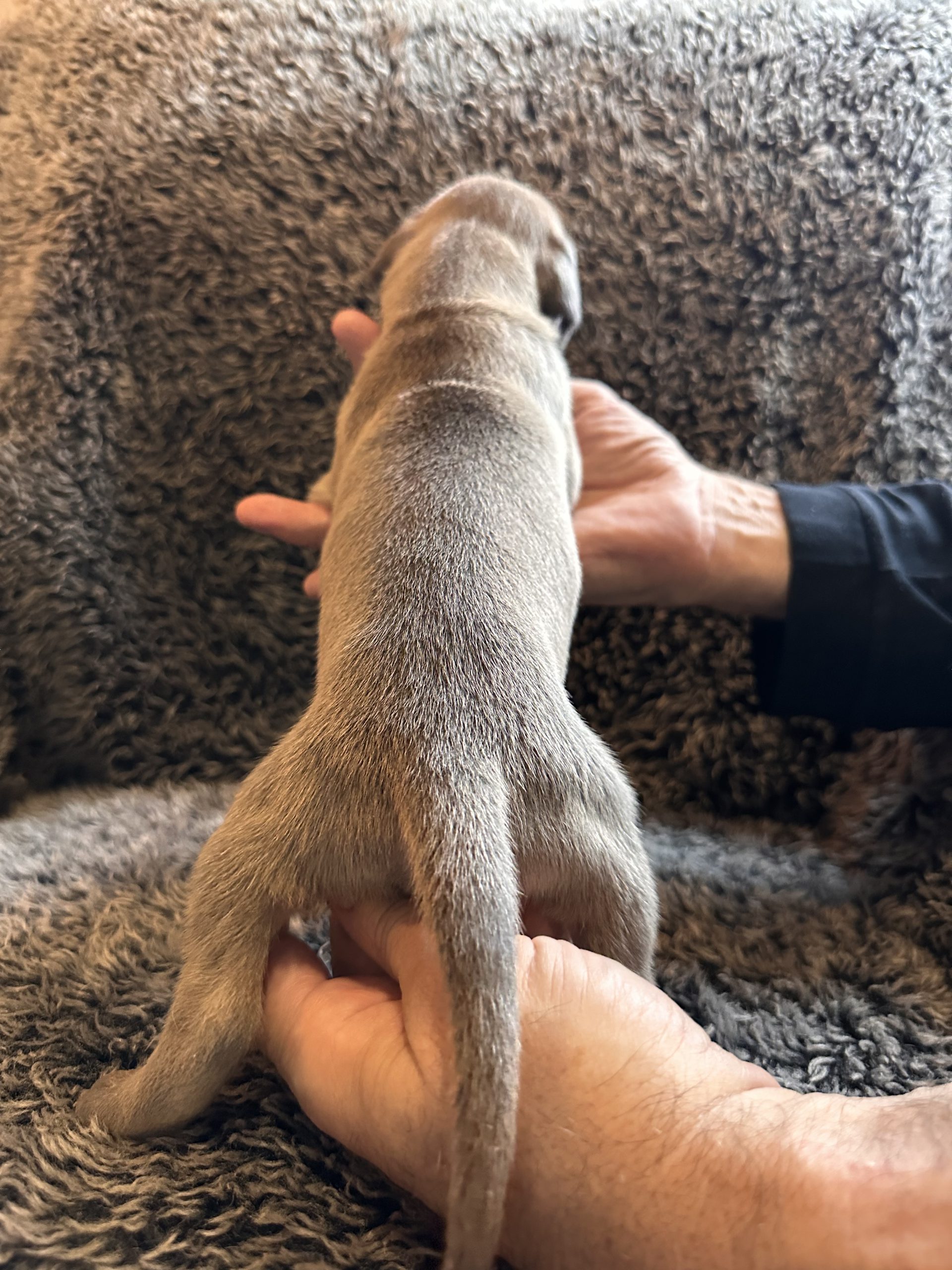 Black Fawn Great Dane - back side