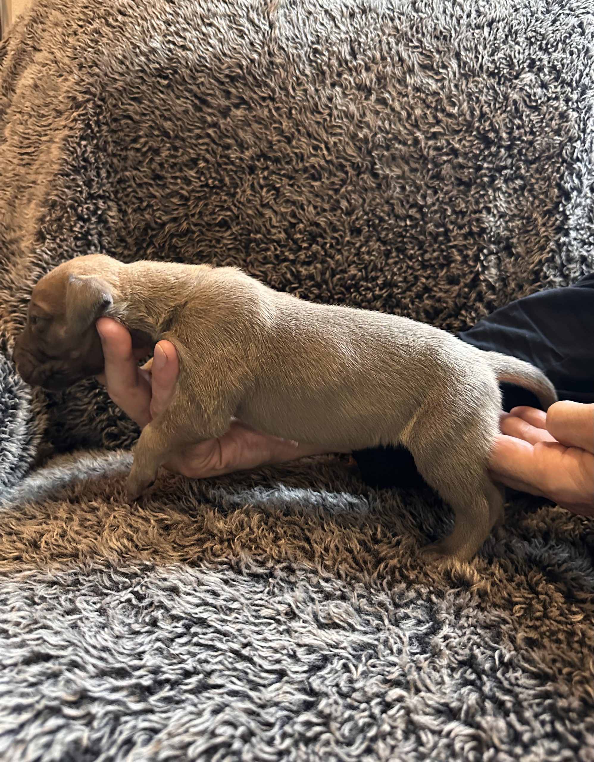 Black Fawn Great Dane - side