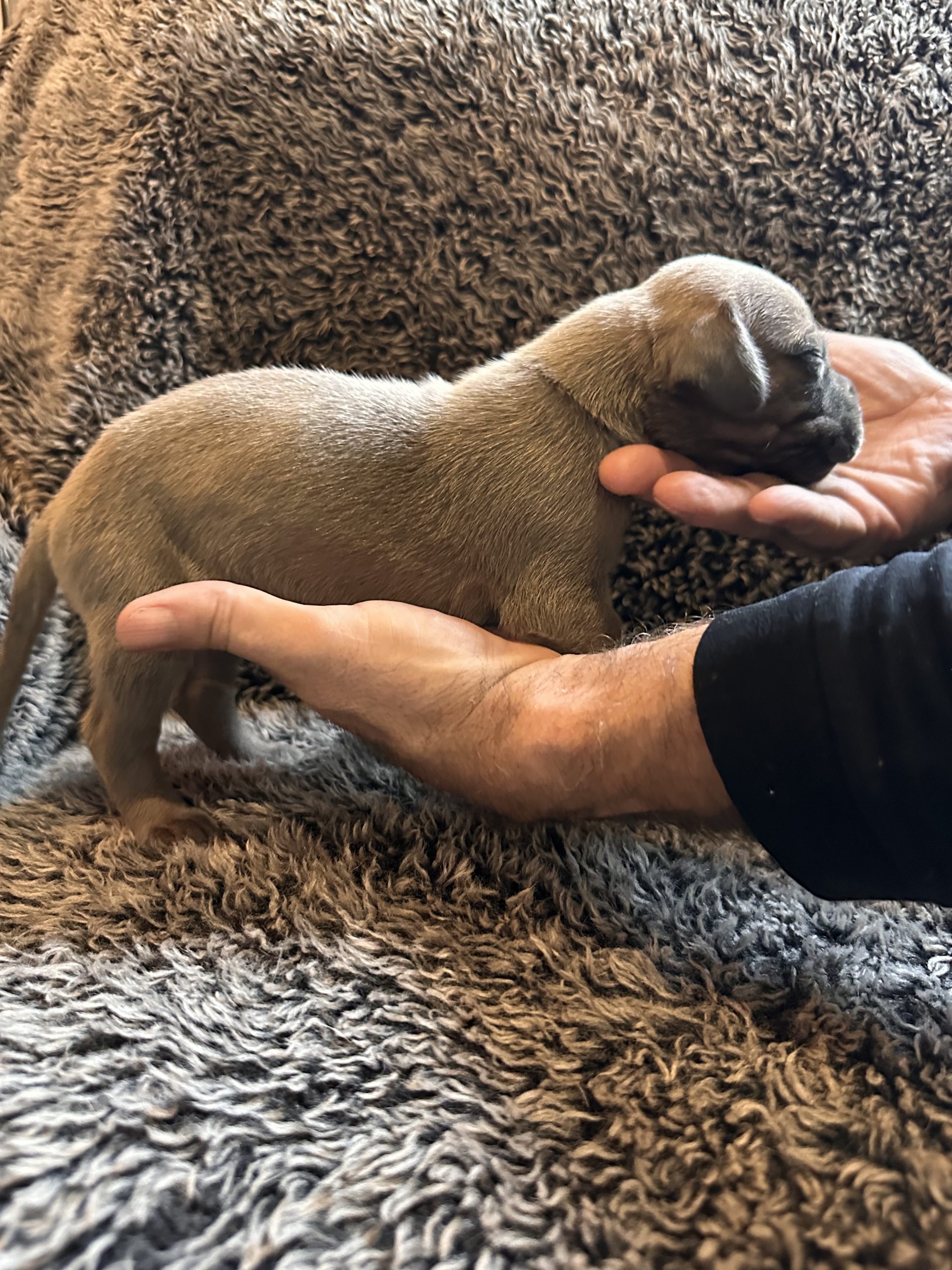 Black Fawn Great Dane - side 2