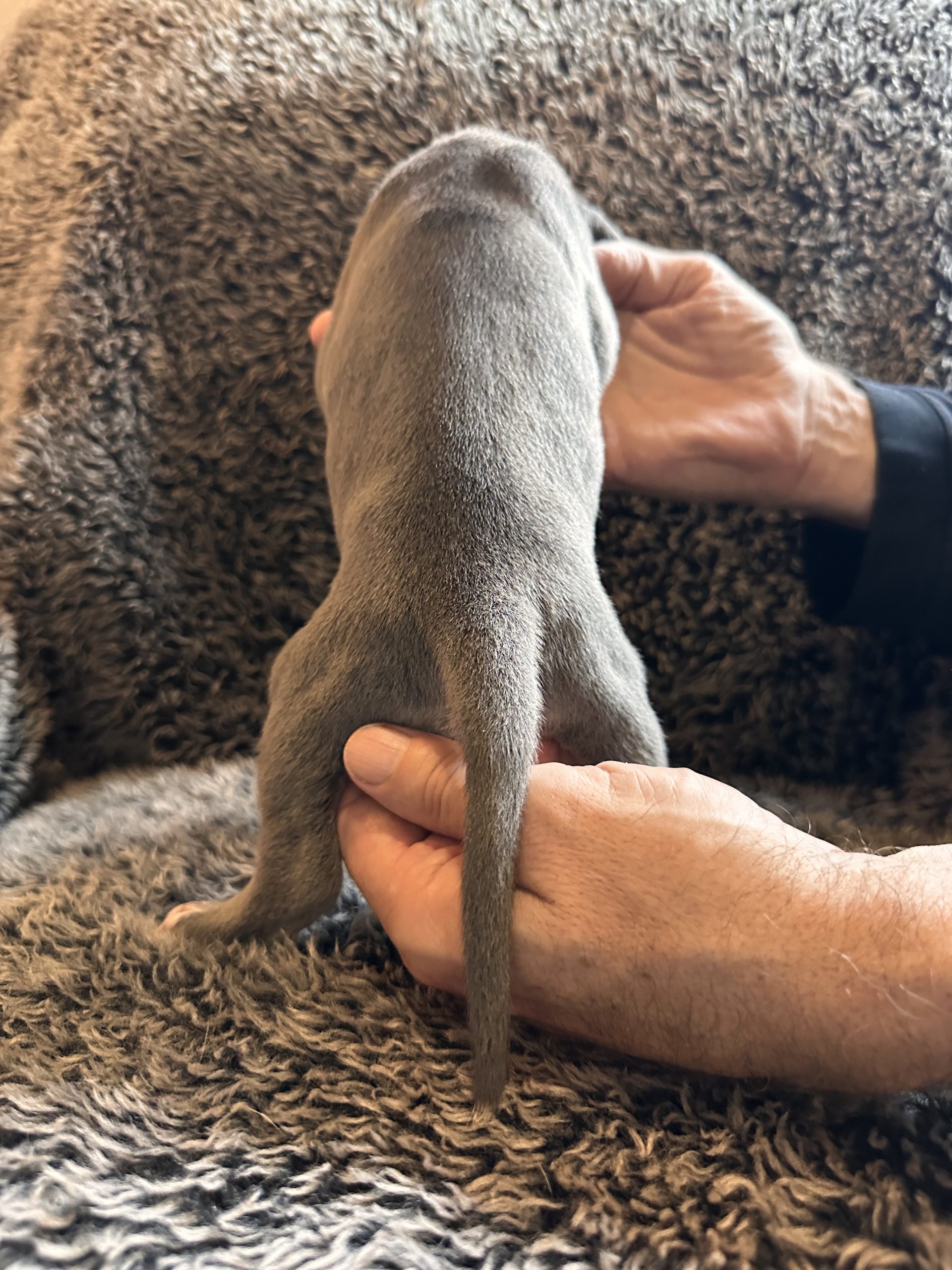 Black Fawn Great Dane - 