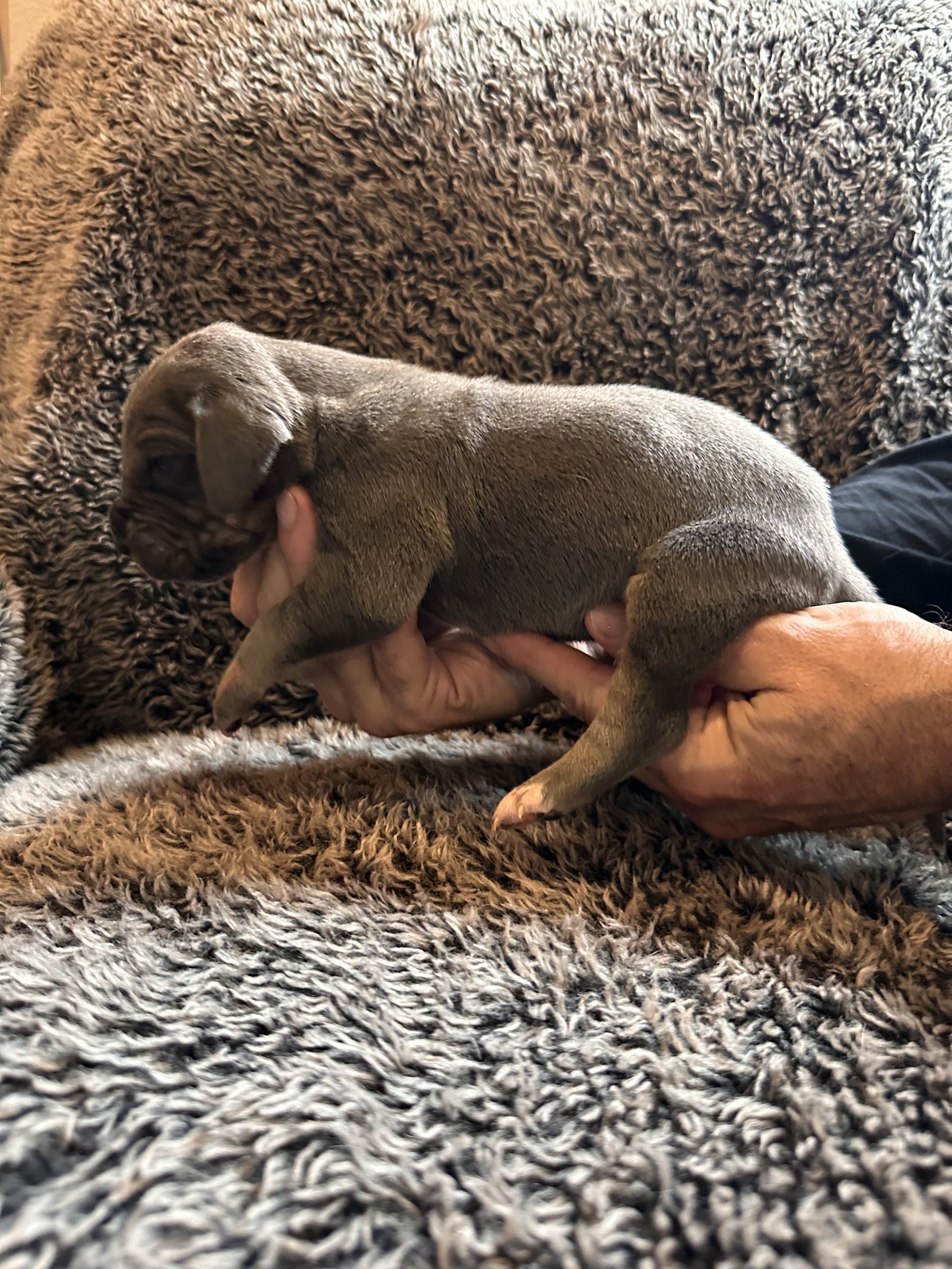 Blue Fawn Great Dane - 