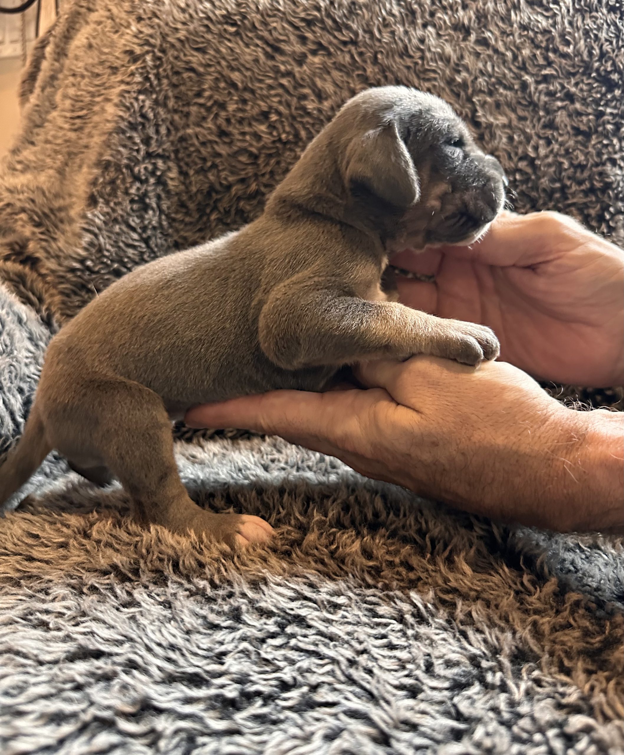 Blue Fawn Great Dane - side