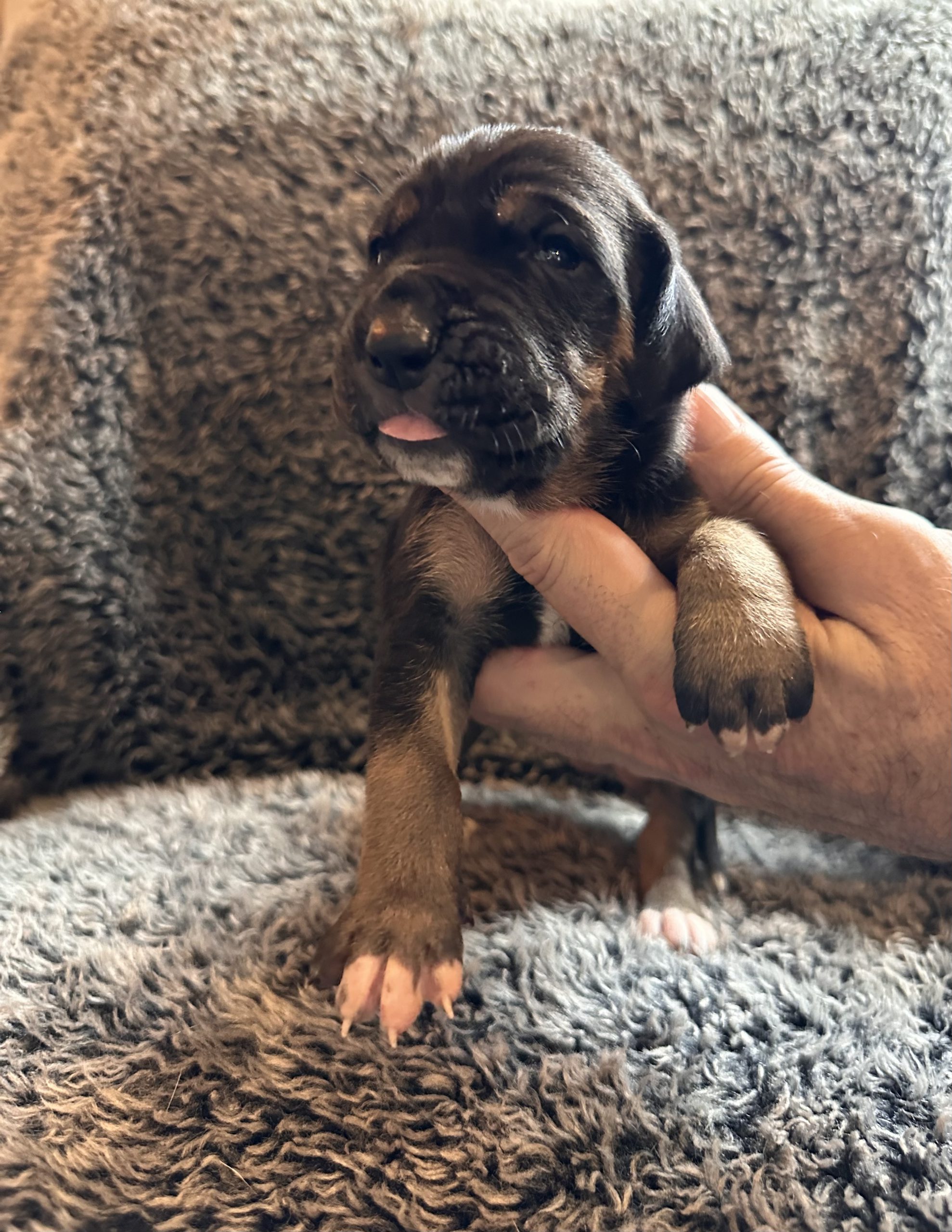 Great Dane puppy black face w tan points