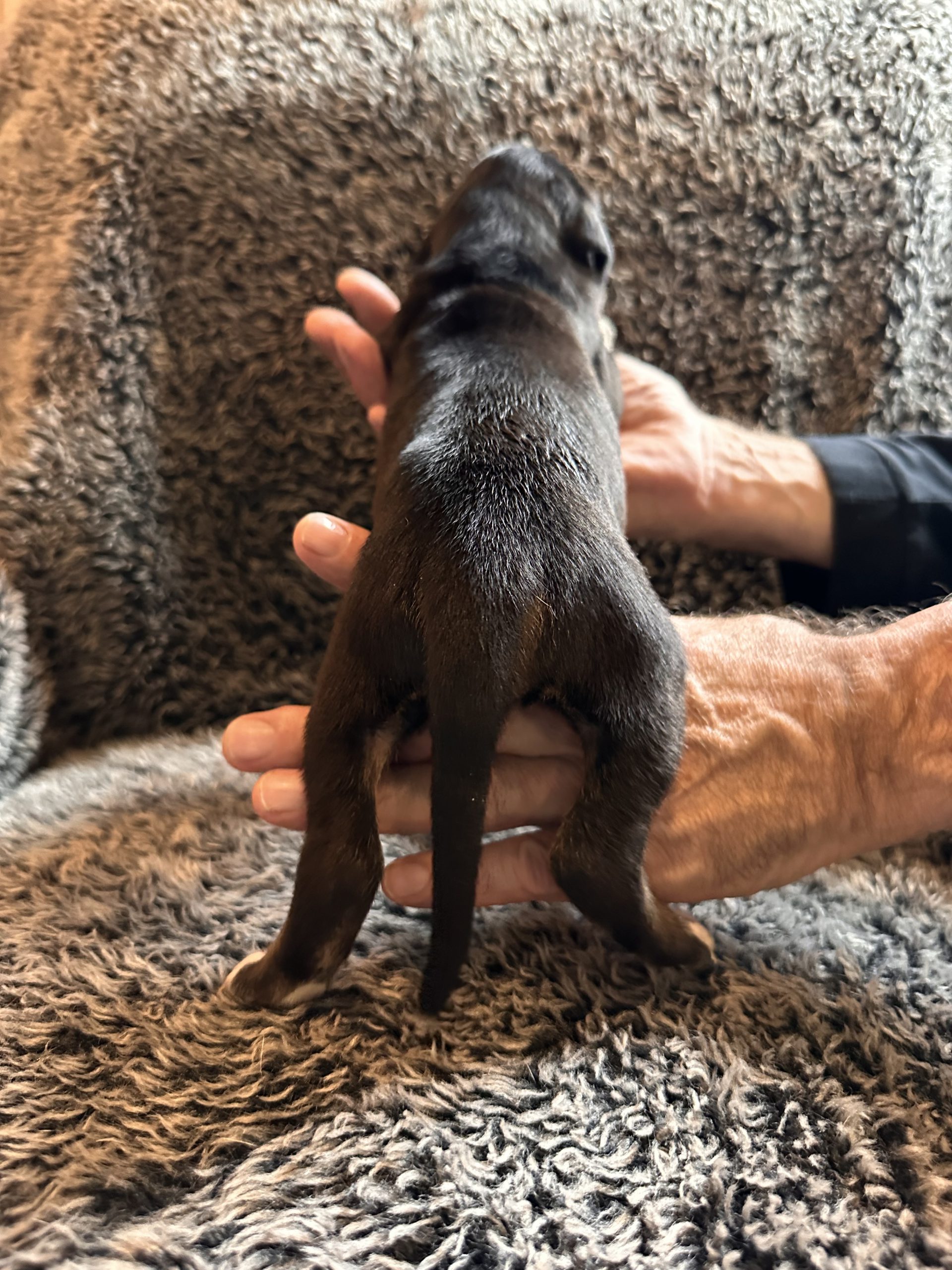 Great Dane puppy black face w tan points - back