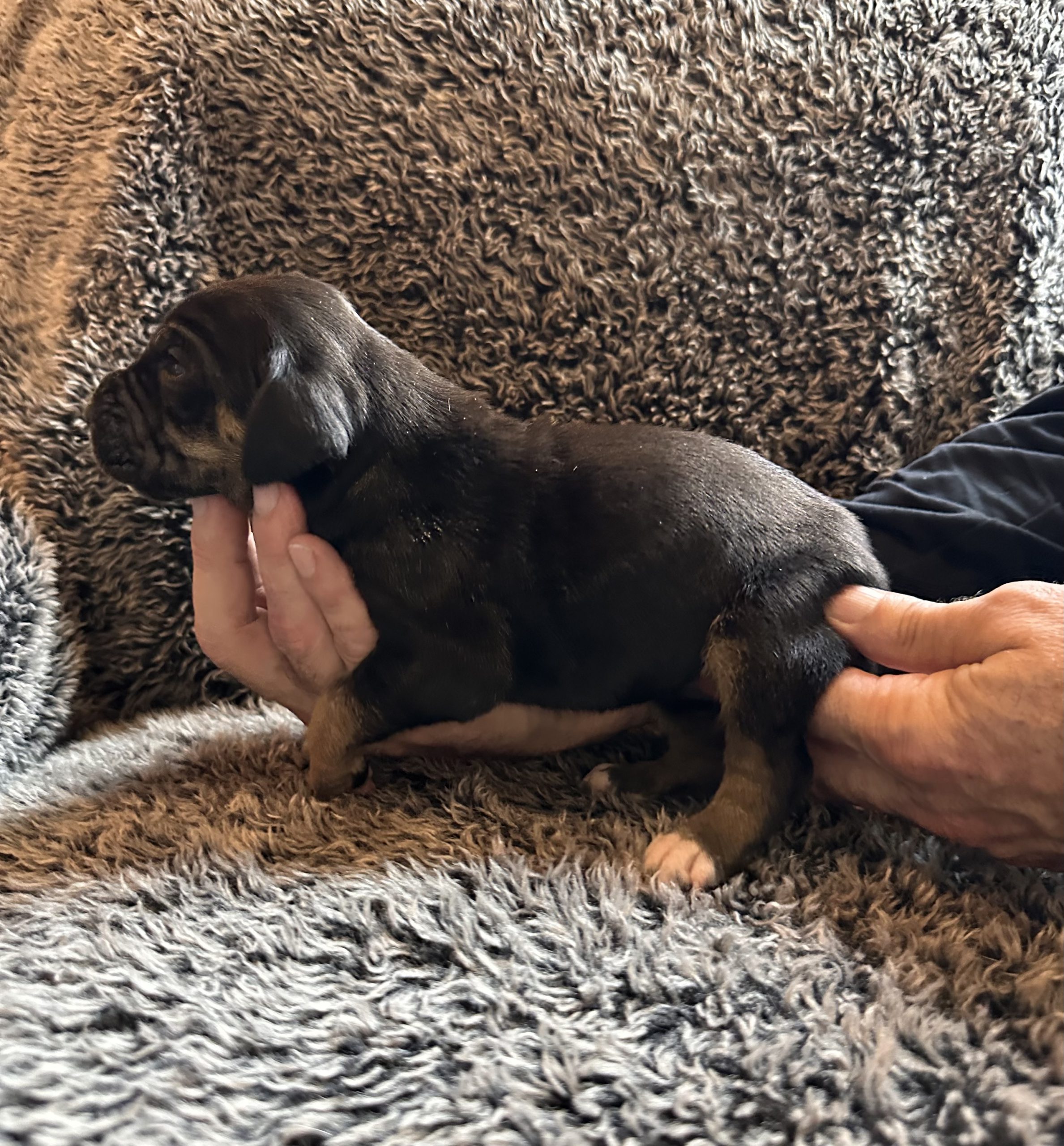 Great Dane puppy black face w tan points - side view