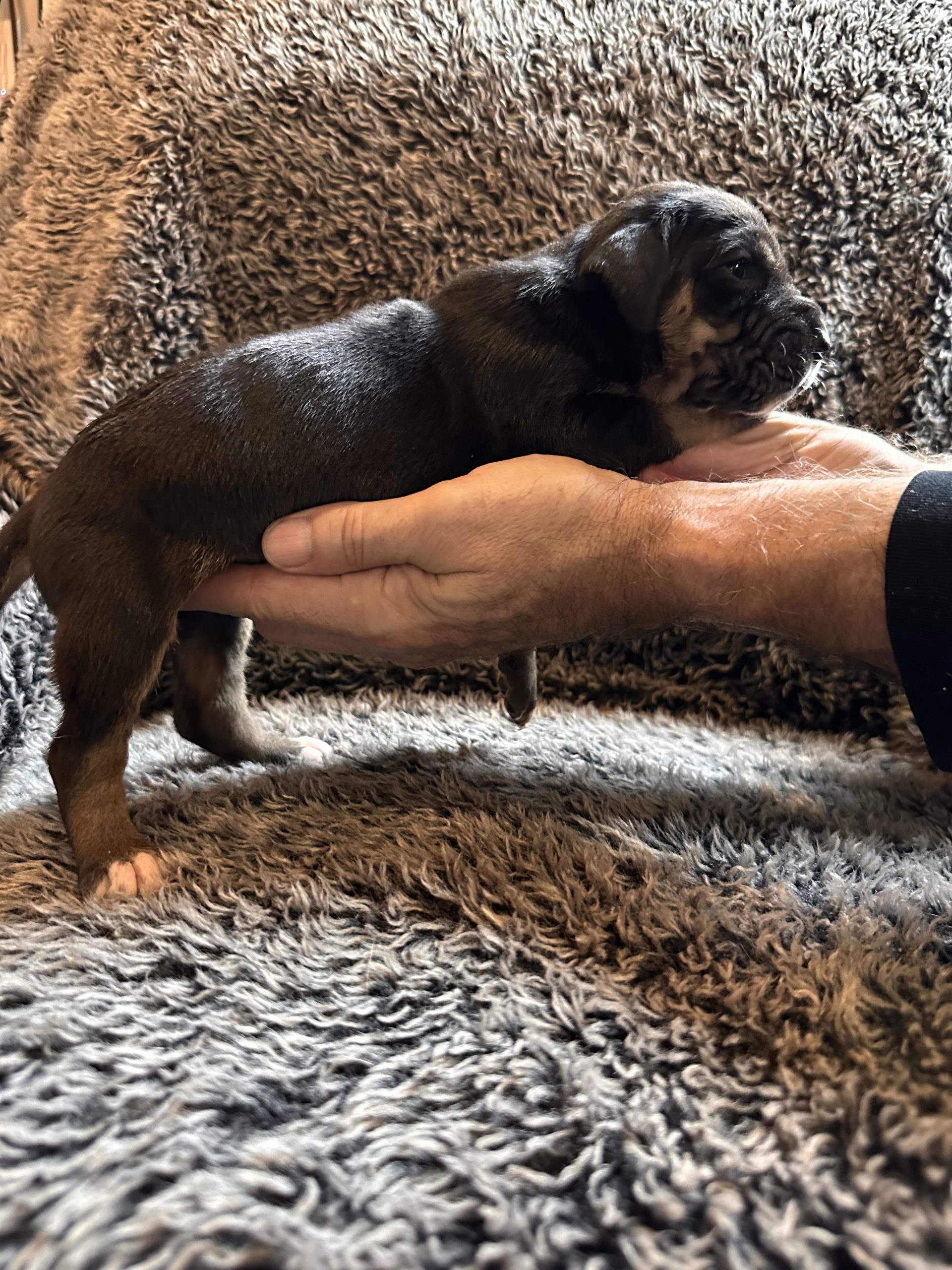 Great Dane puppy black face w tan points - side