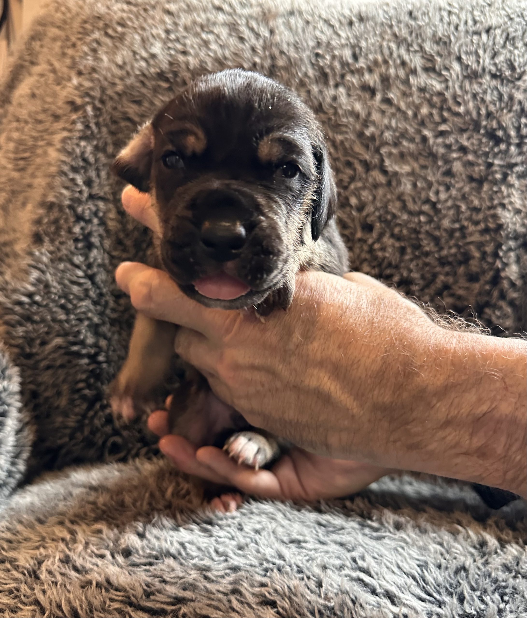 Great Dane puppy blue black face 