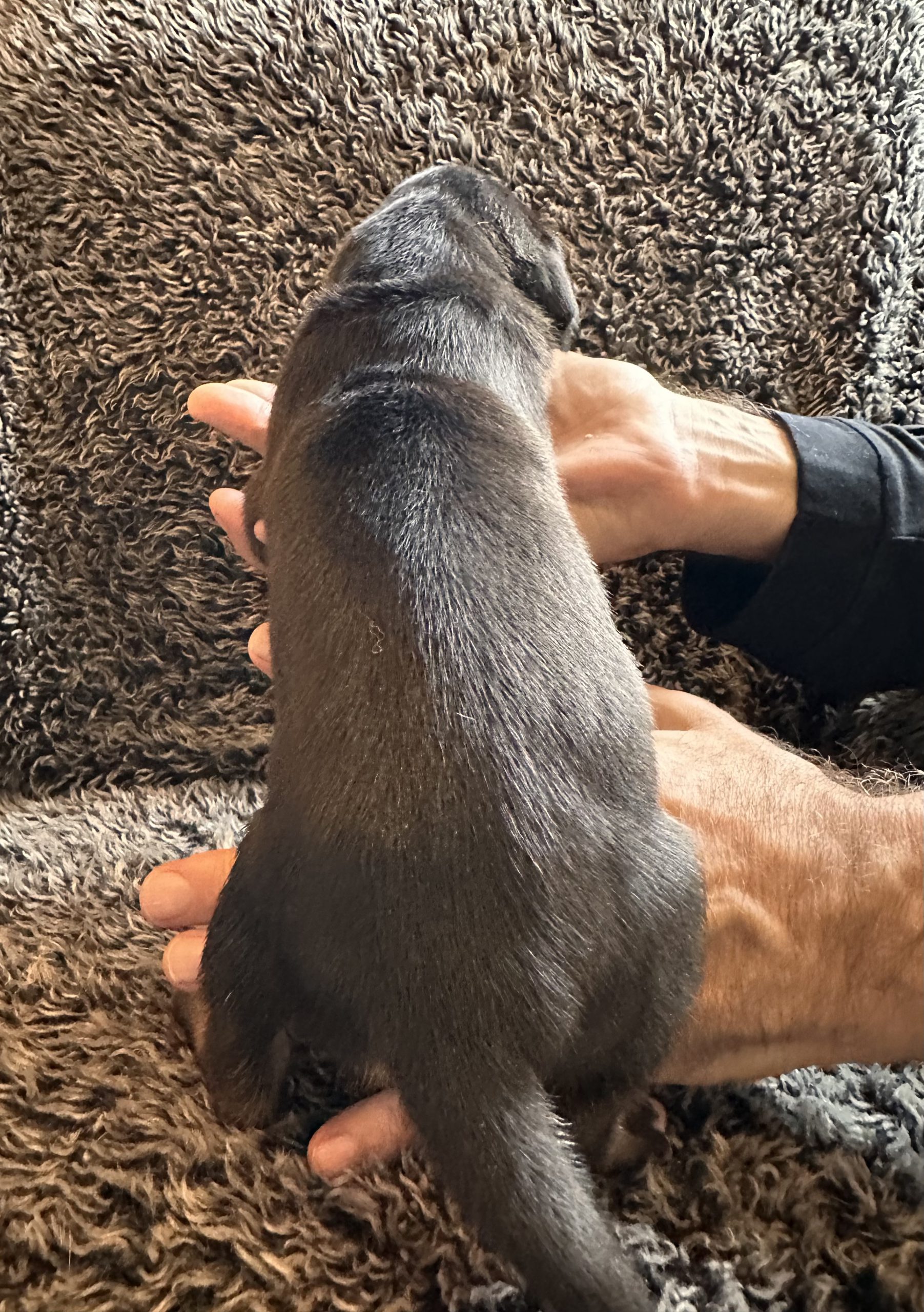 Great Dane puppy Blue w black face 