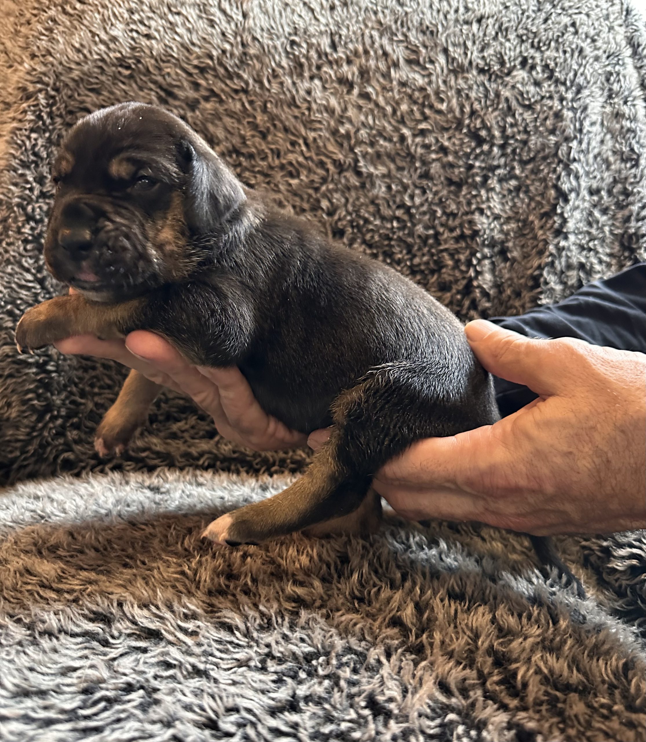 Great Dane puppy Blue w black face 
