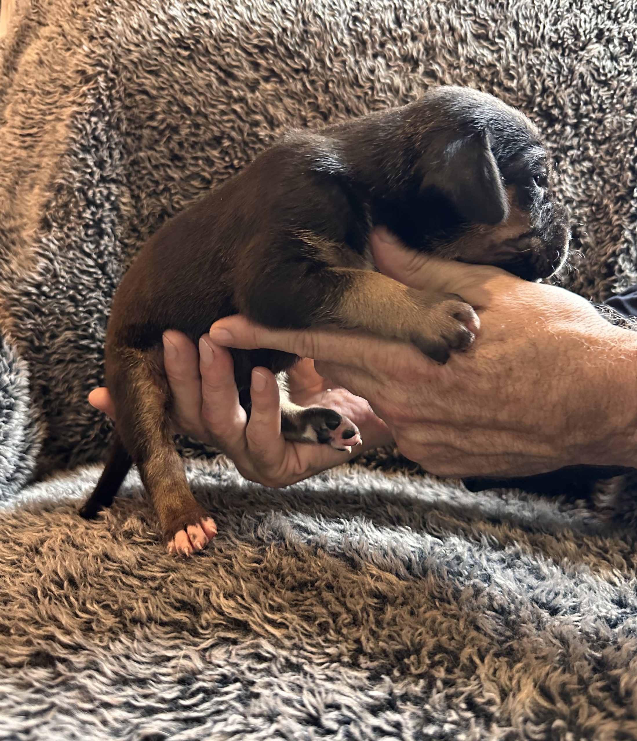 Dub Dub Danes - Great Dane puppy Blue w black face 