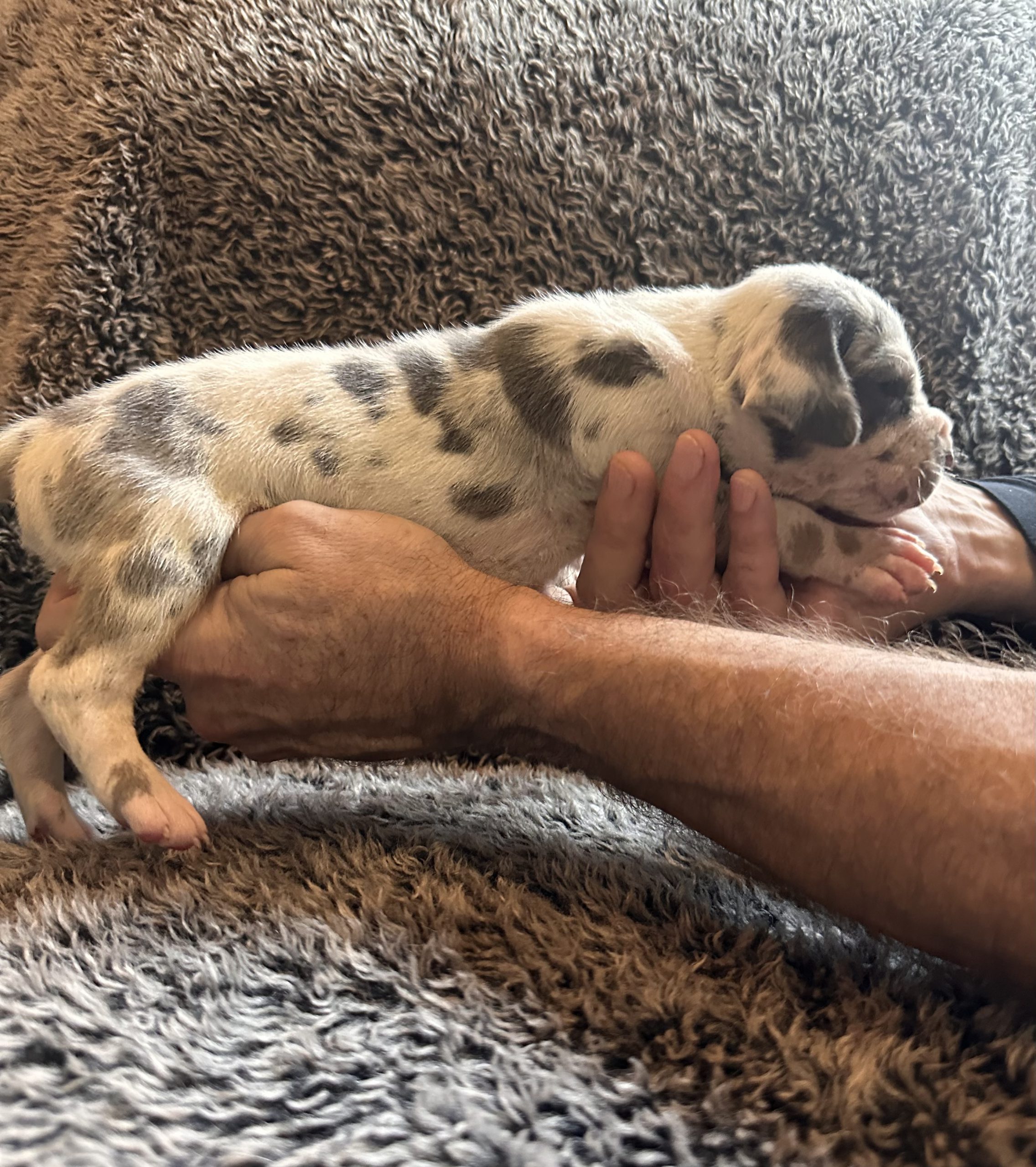 Harlequin Great Dane Puppy