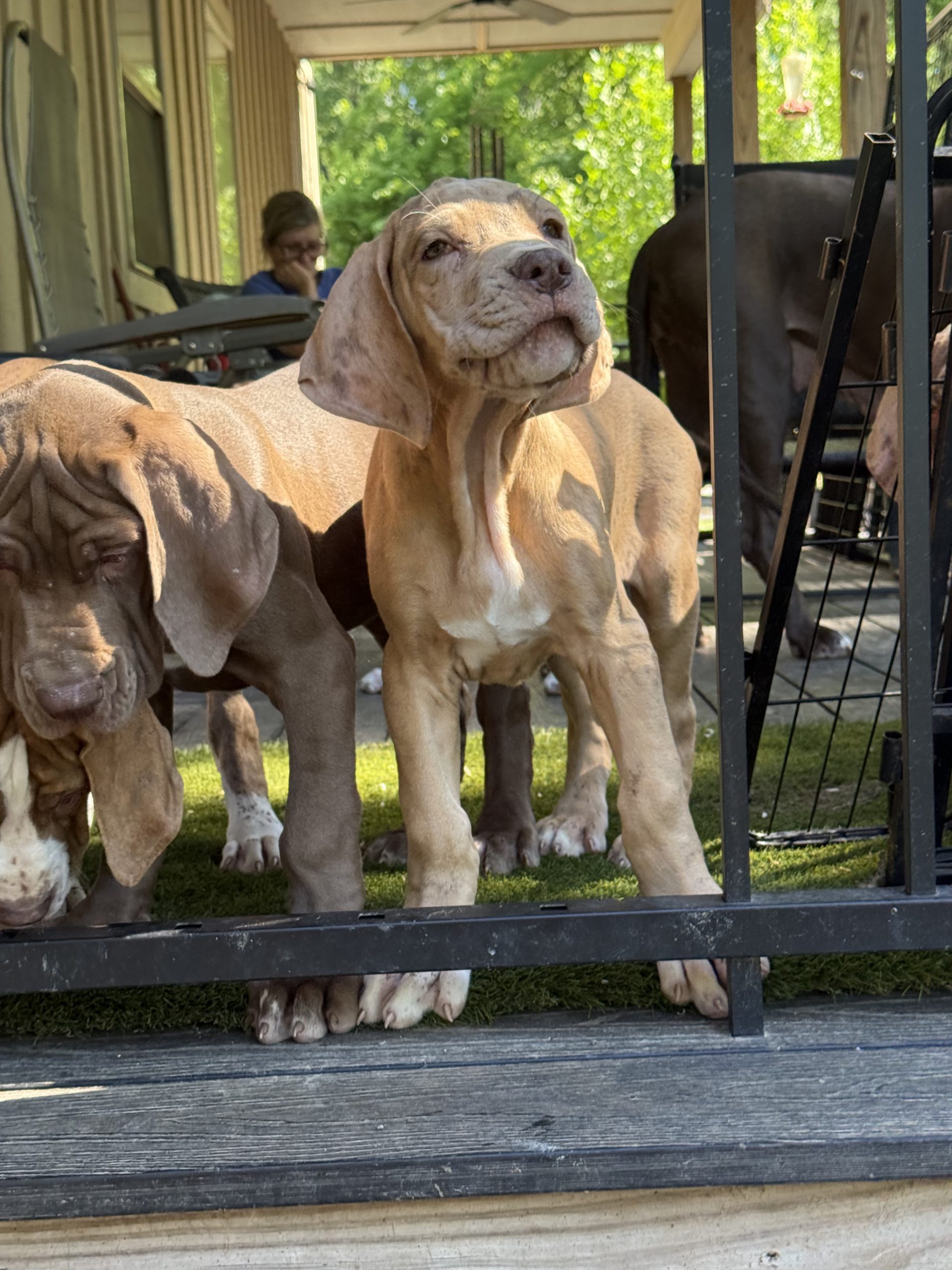 brindle Great Dane puppy