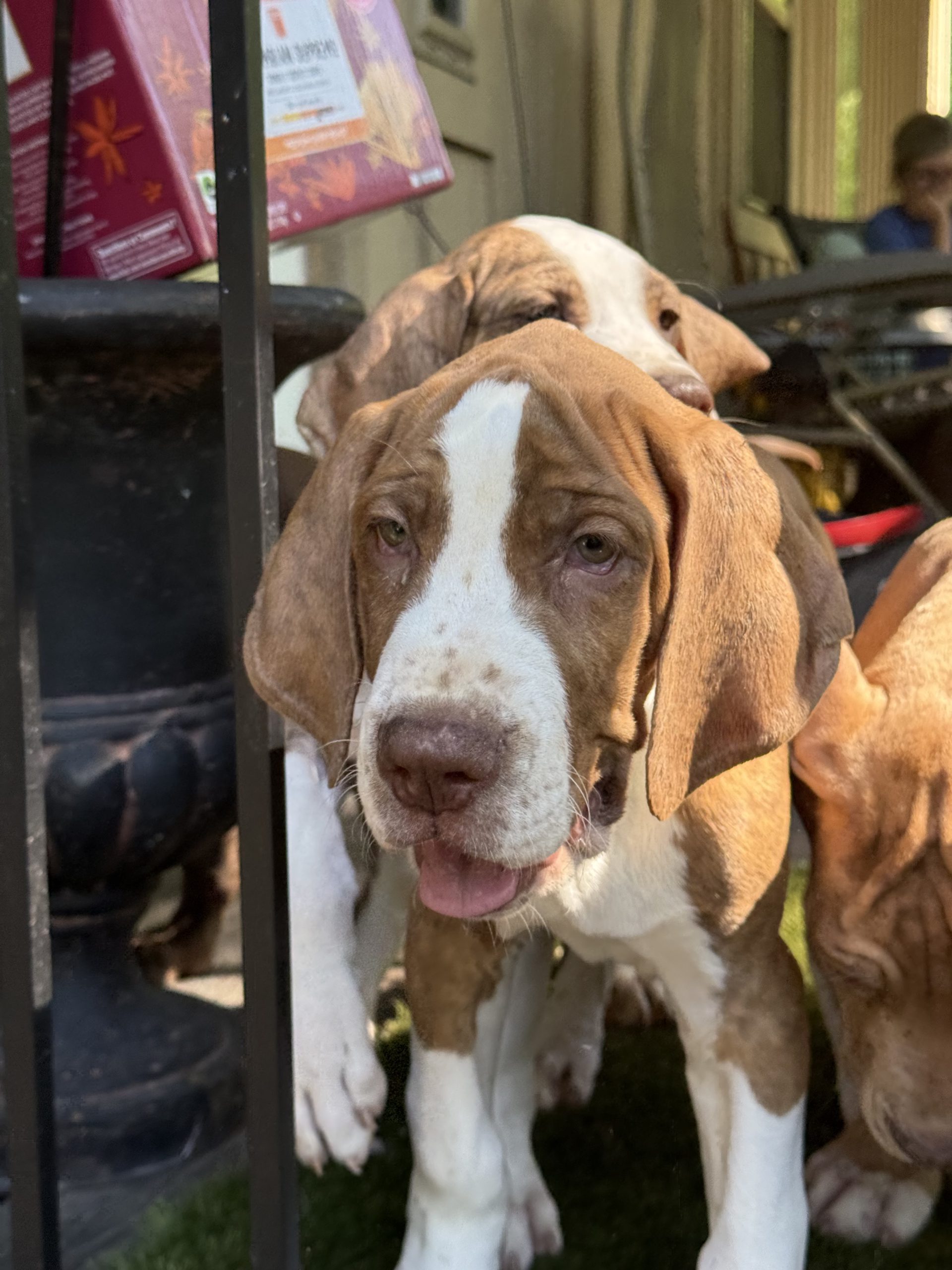 brindle Great Dane puppy