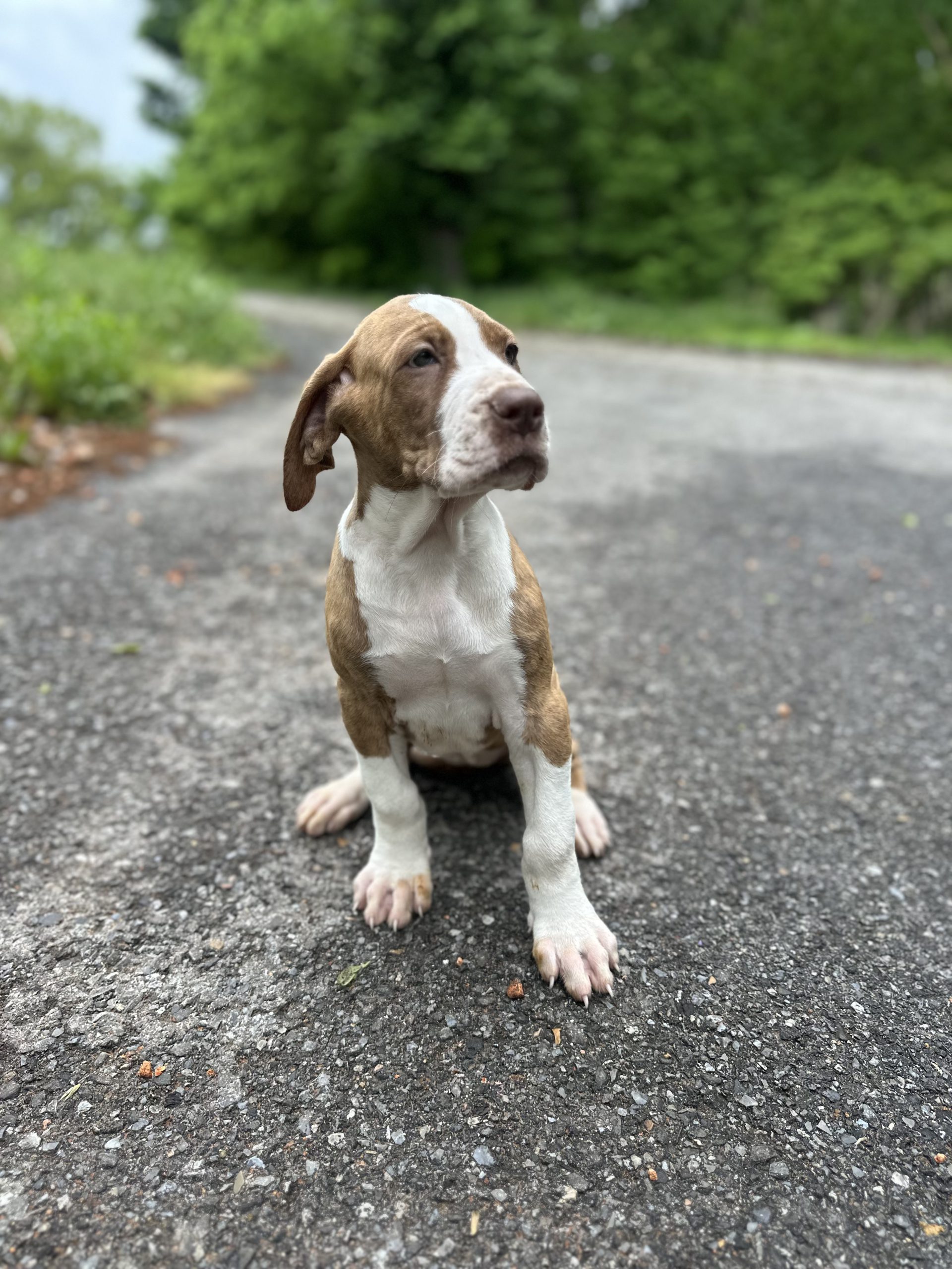 brindle Great Dane puppy