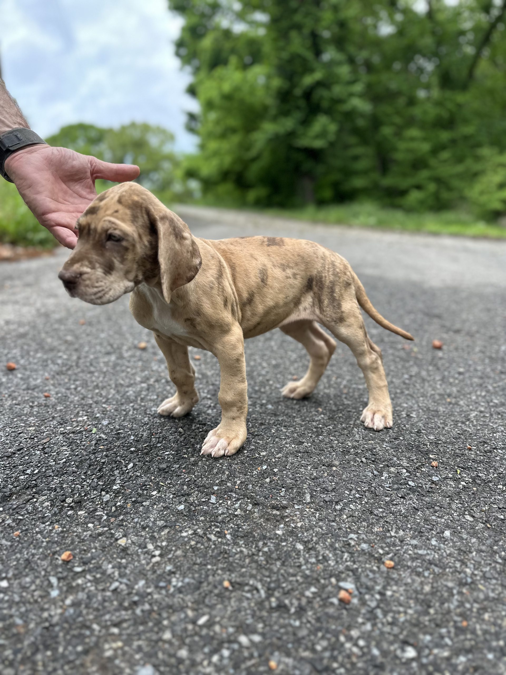 brindle Great Dane puppy