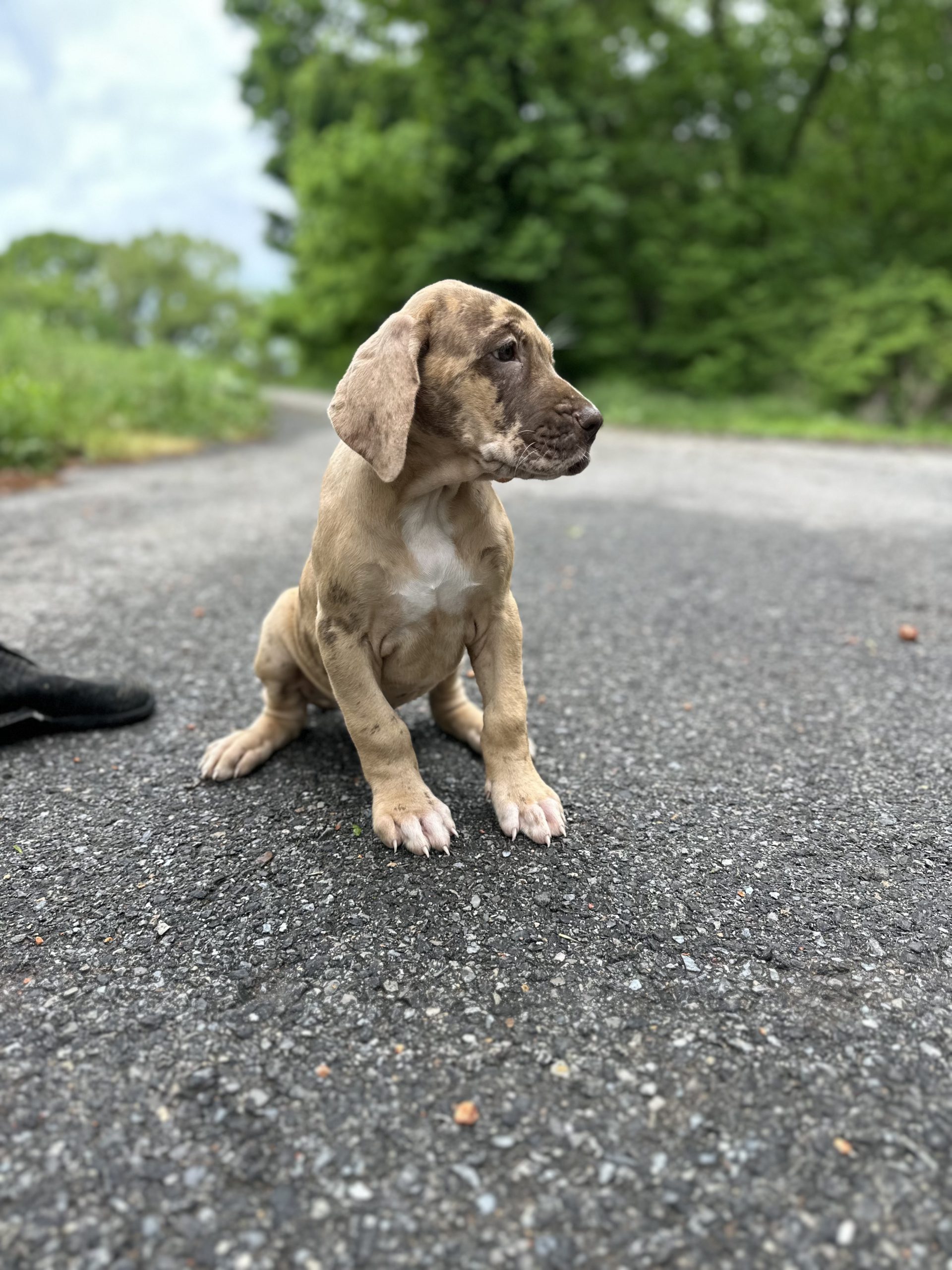 brindle puppy Great Dane arkansas