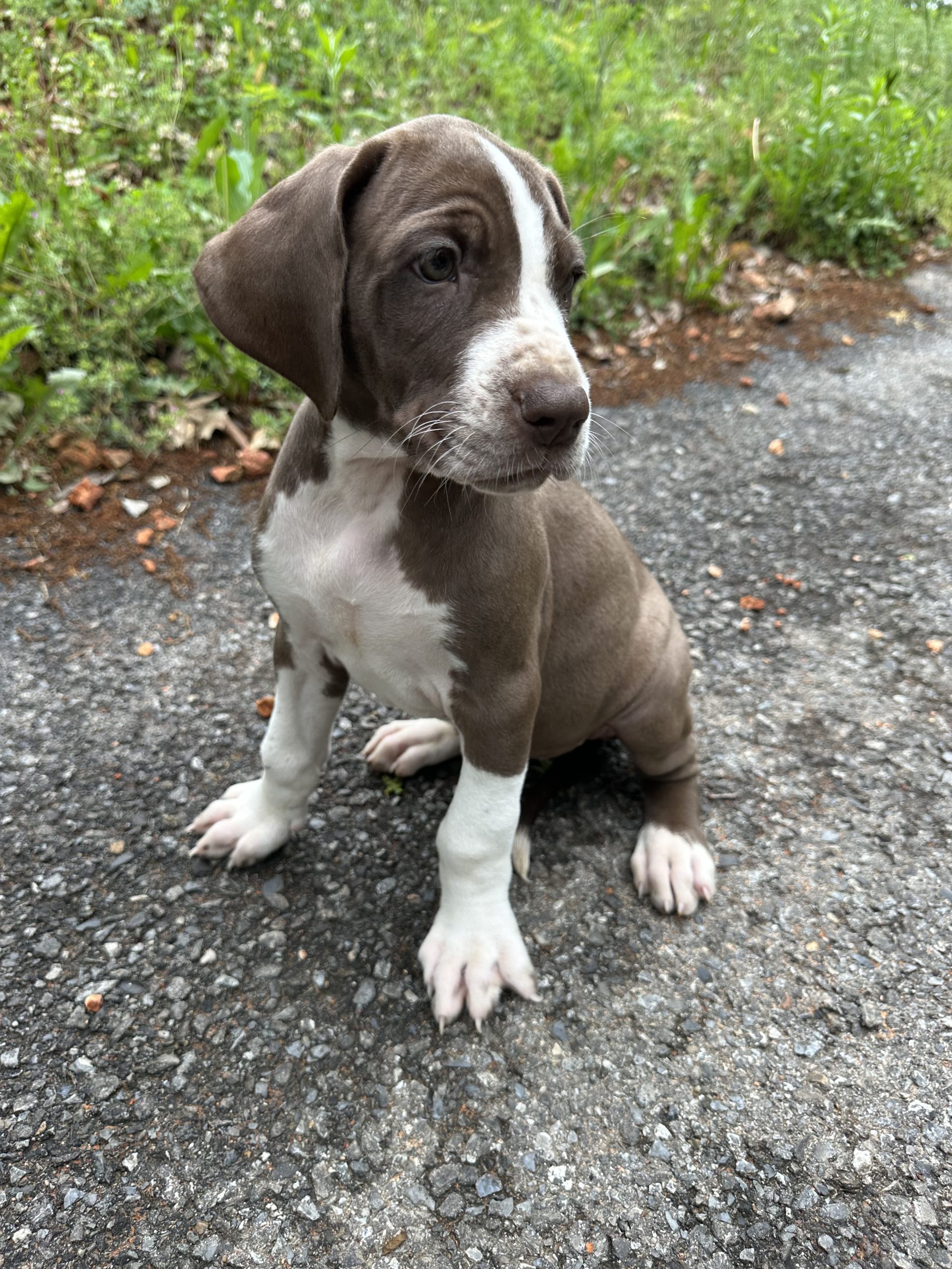 brindle puppy Great Dane arkansas