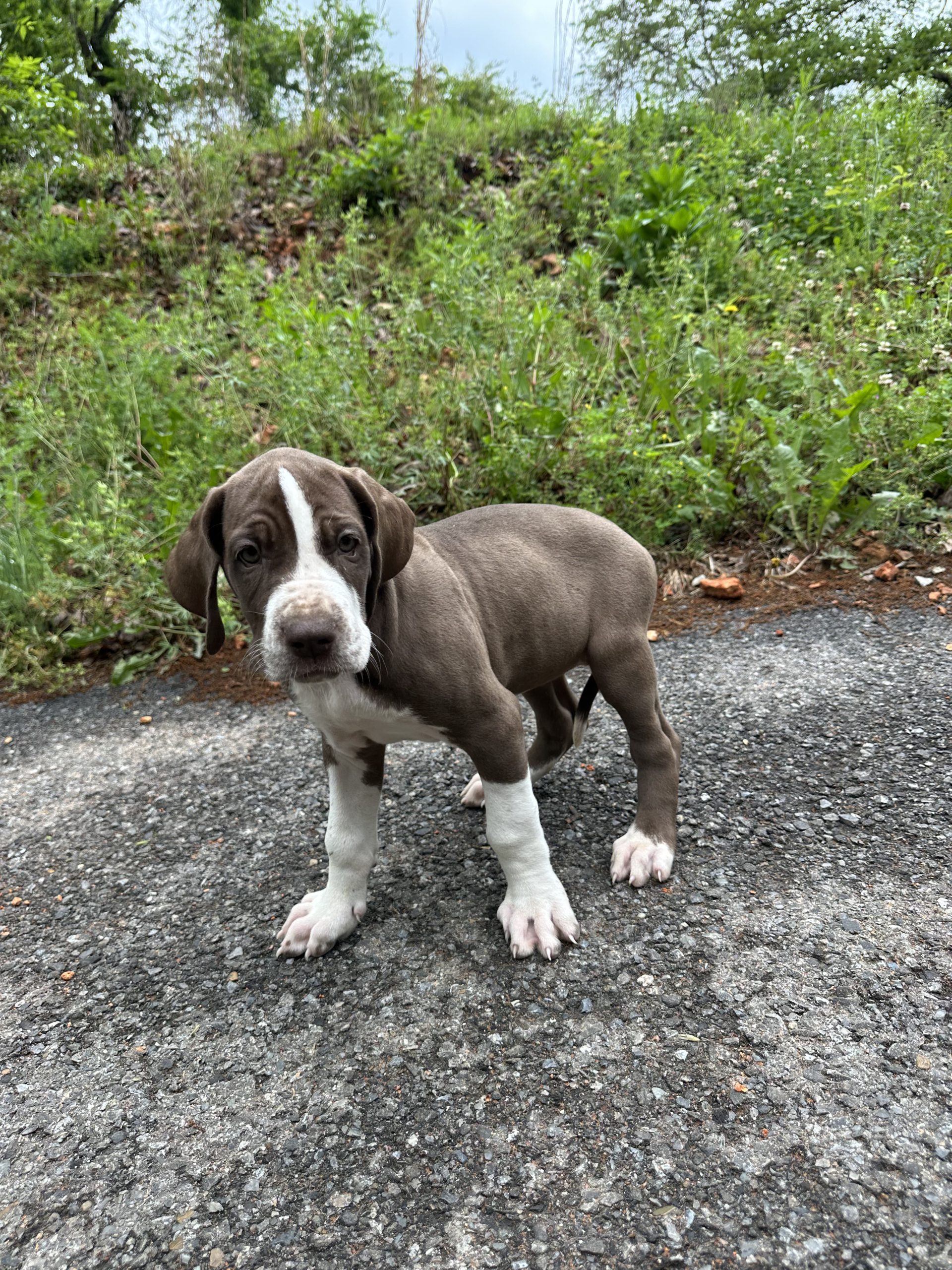 Blue Harlequin Great Dane side view