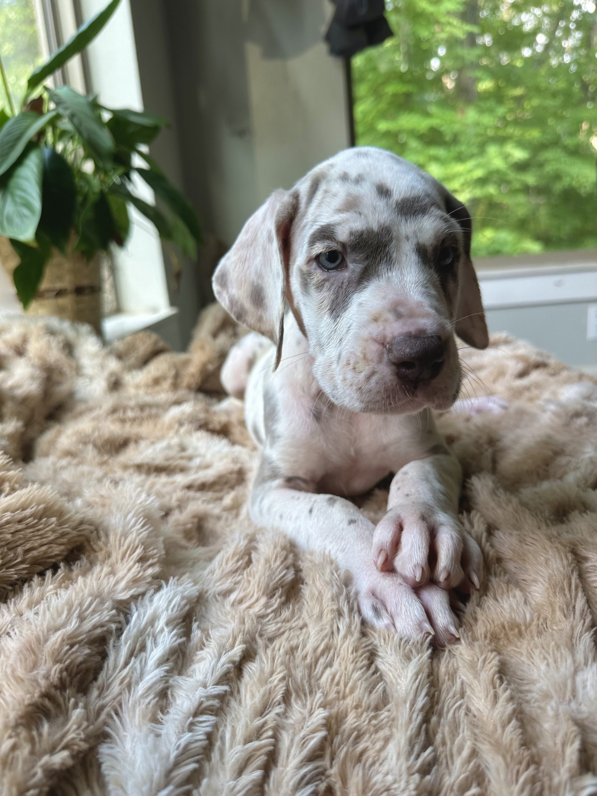 Silver Harlequin Great Dane Puppy