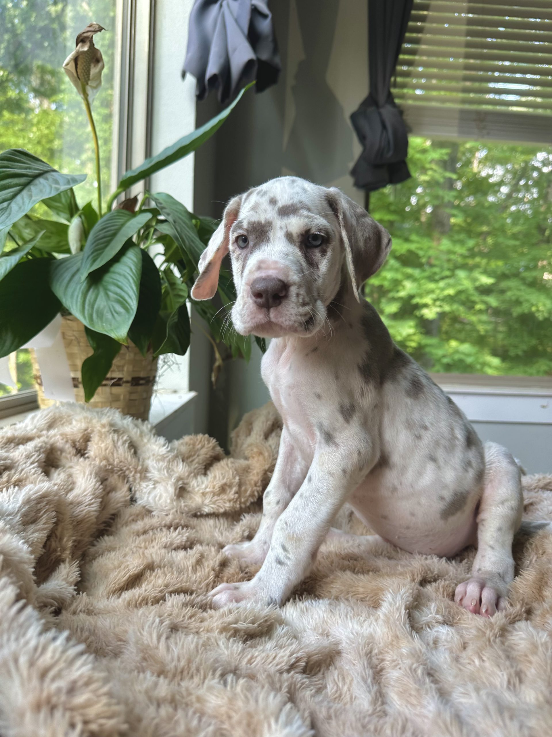 Harlequin Great Dane puppies for sale