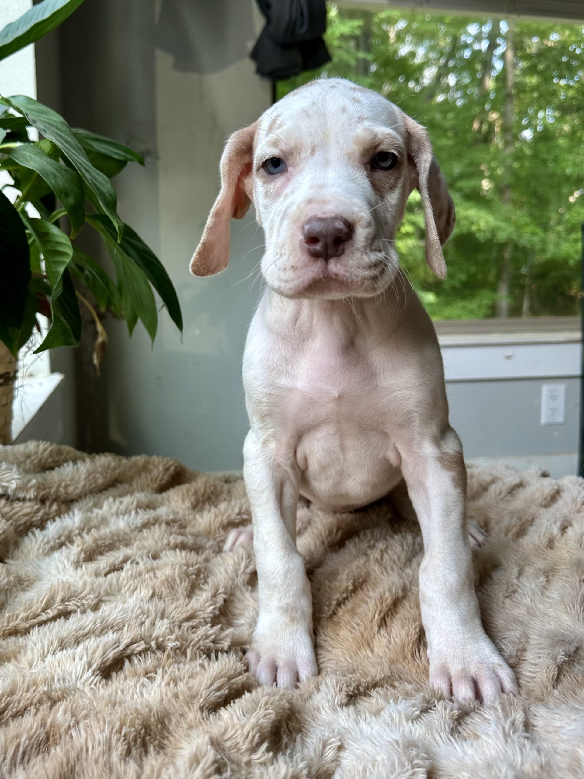 Great Dane puppies lilac harlequin