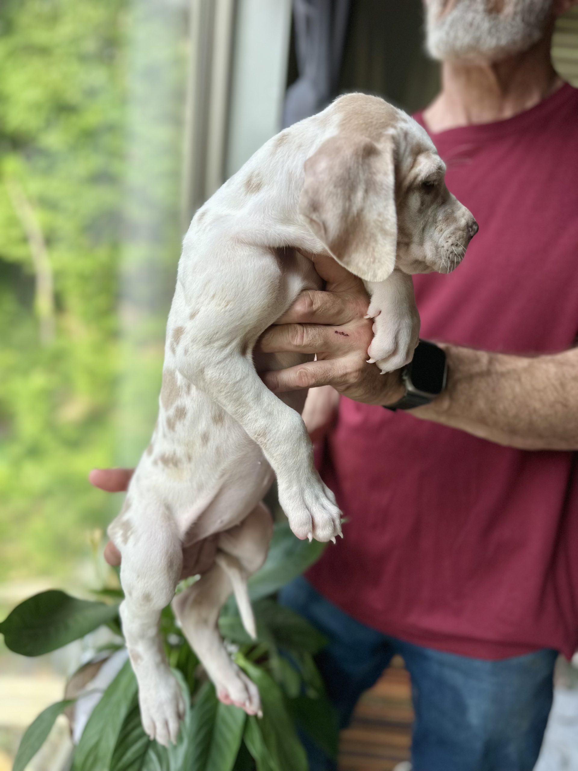 Harlequin Great Dane puppies near me