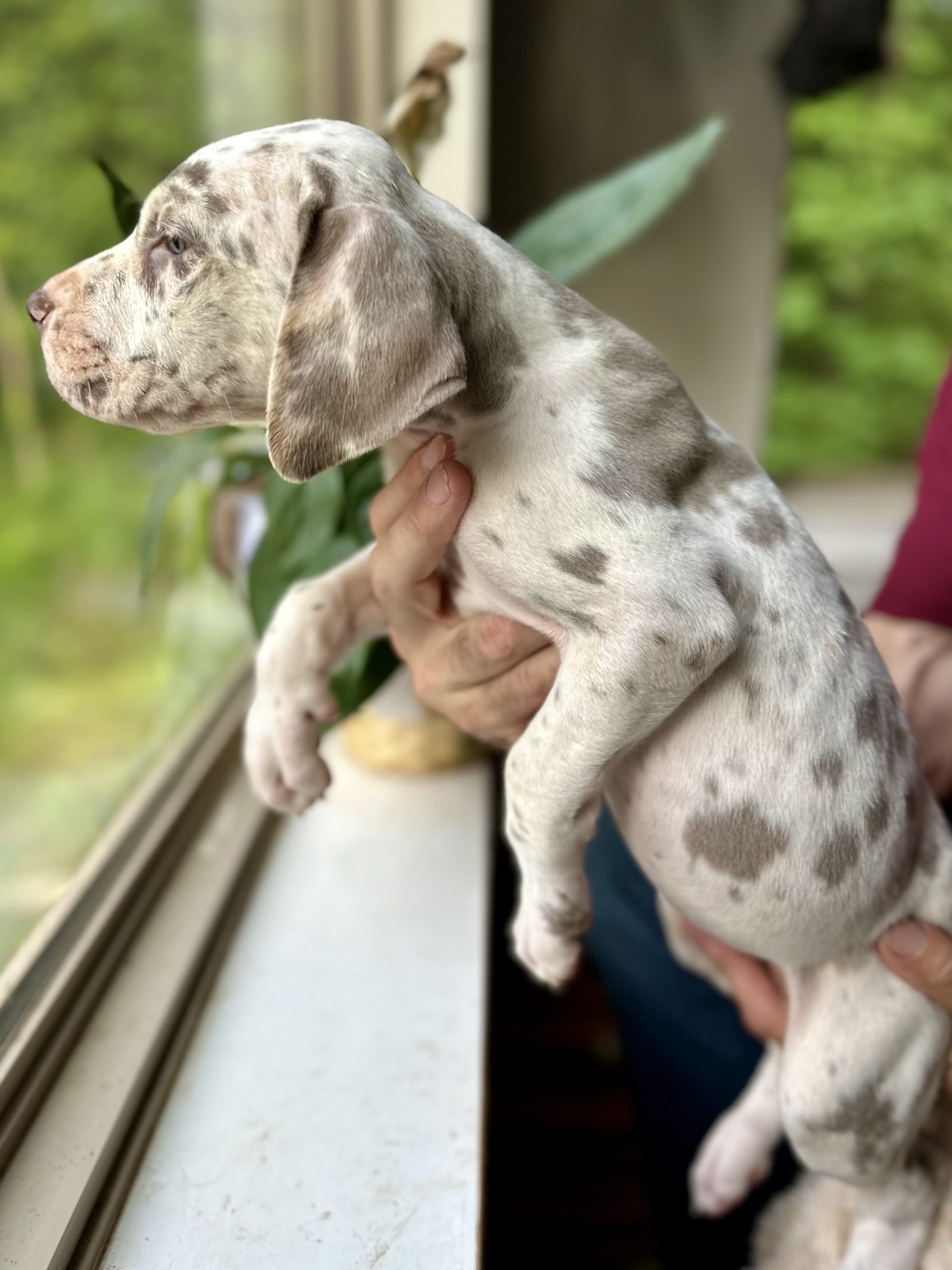 Great Dane puppies for sale arkansas