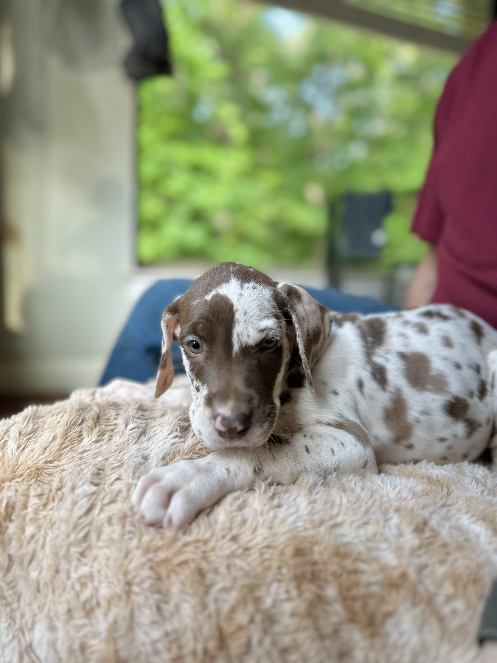 harlequin Great Dane puppy