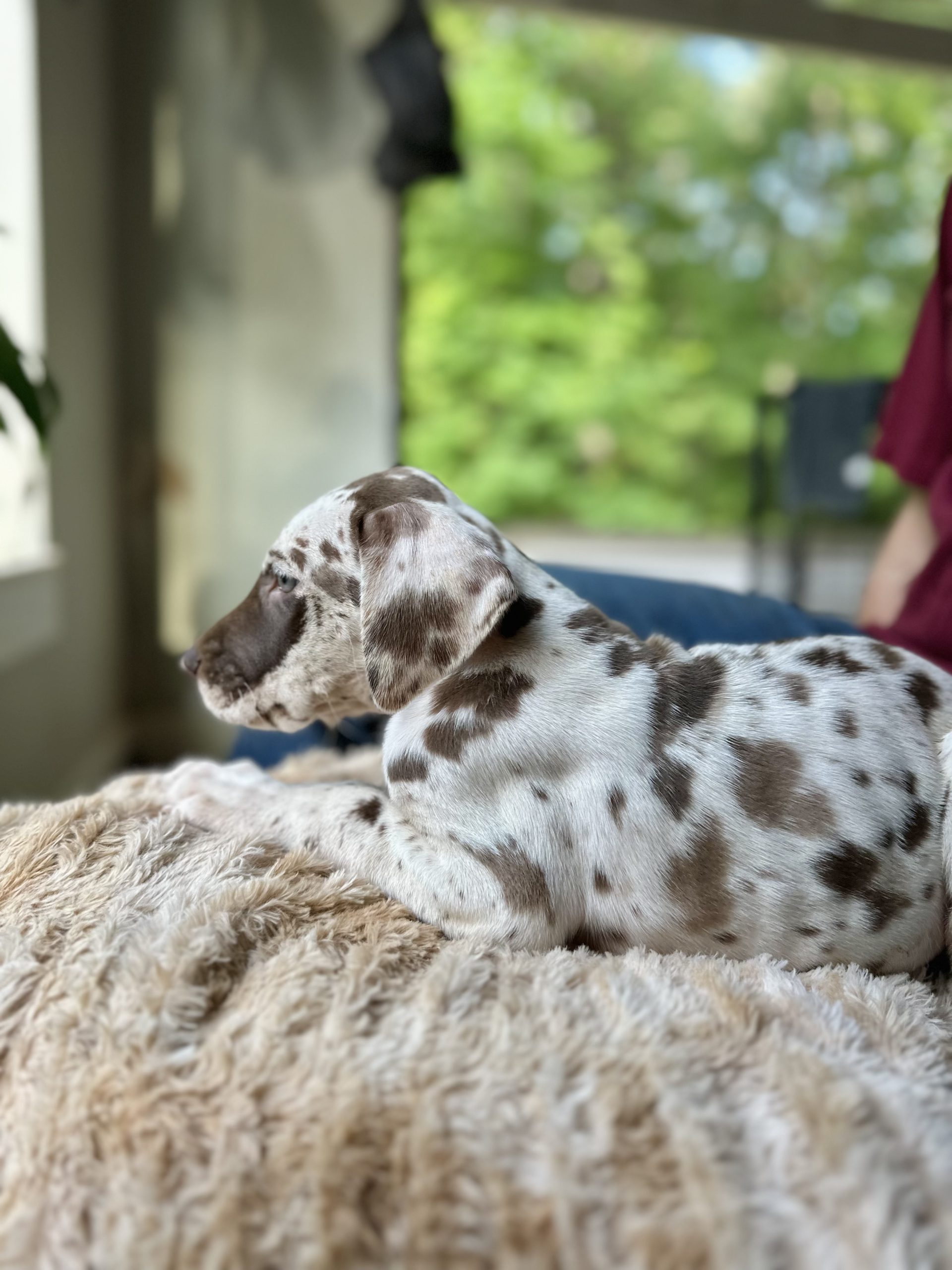 Great Dane puppies harlequin