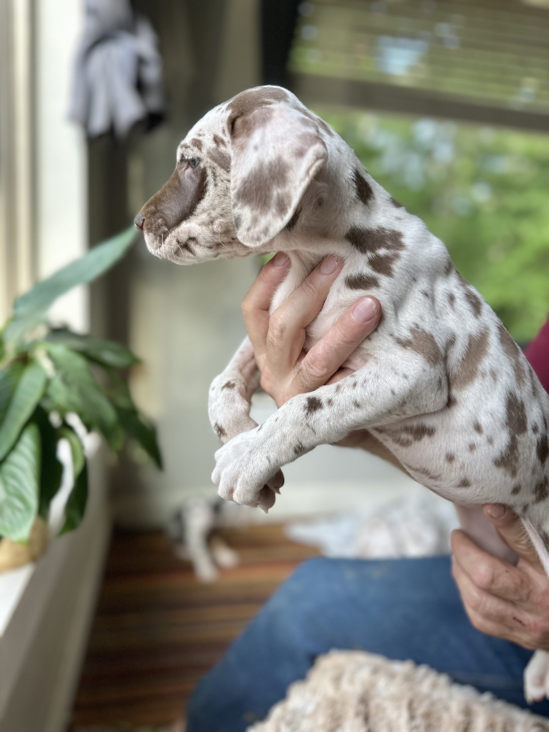 Great Dane puppies harlequin arkansas